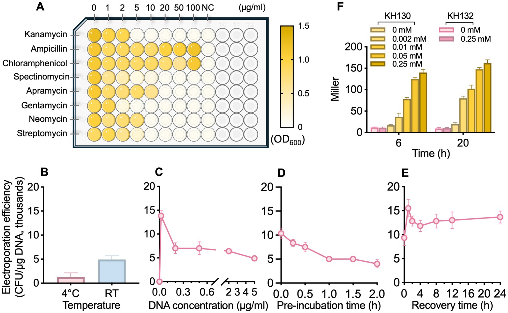 Panel of six charts displays experimental data. A: Heatmap shows bacterial growth in response to various antibiotics and concentrations, indicated by color intensity. B: Bar graph illustrates electroporation efficiency at 4°C and room temperature. C-E: Line graphs depicting electroporation efficiency relative to DNA concentration, pre-incubation time, and recovery time, respectively. F: Bar graph showing enzyme activity of KH130 and KH132 strains at varying concentrations over time.