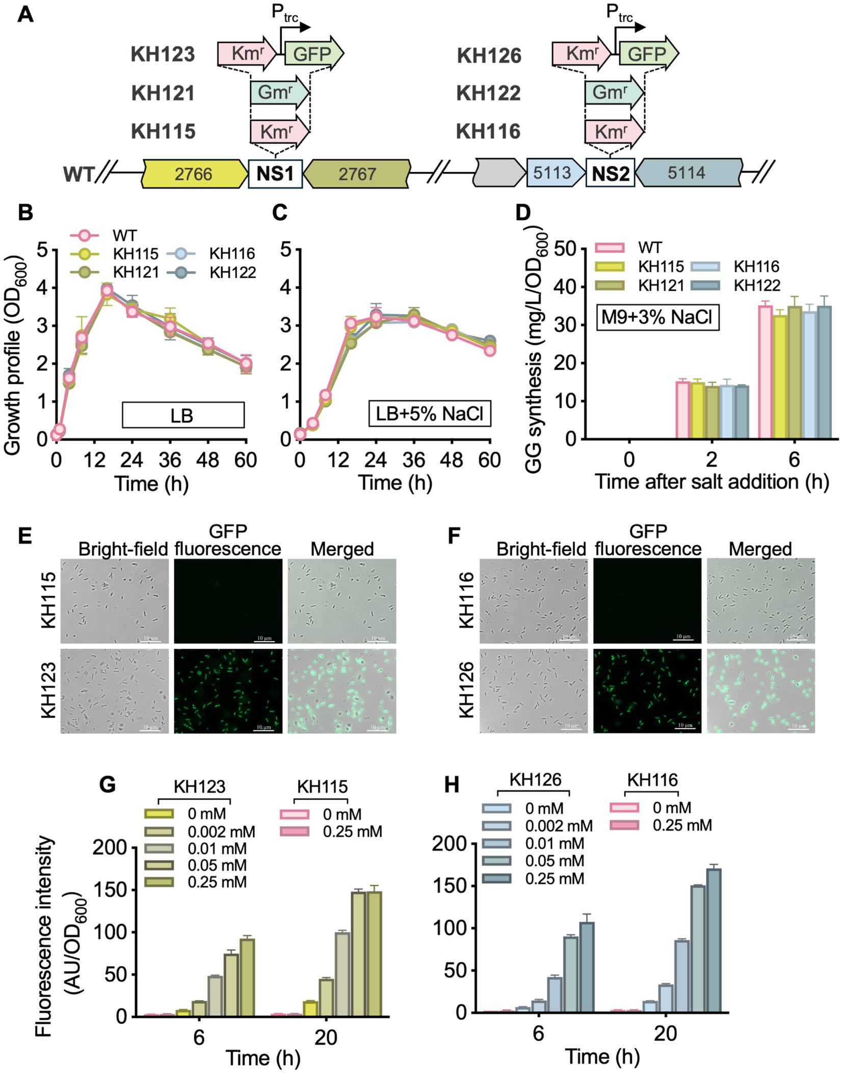 Diagram showing genetic constructs, growth profiles, GFP fluorescence, and GG synthesis in various bacterial strains. A: Genetic schematics for strains KH115, KH116, KH121, KH122, KH123, and KH126, highlighting Km^r, Gm^r, and GFP markers.B: Growth curves in LB medium showing similar patterns among WT, KH115, KH116, KH121, and KH122 over 60 hours.C: Growth in LB plus 5% NaCl, showing similar patterns among the strains.D: Graph depicting GG synthesis over time post salt addition in M9 medium with 3% NaCl, showing increased synthesis in KH115 and KH123.E-F: Micrographs with bright-field, GFP fluorescence, and merged images of strains KH115, KH116, KH123, and KH126, showing GFP expression.G-H: Bar charts showing fluorescence intensity over time at different inducer concentrations in strains KH123 and KH115, and KH126 and KH116.