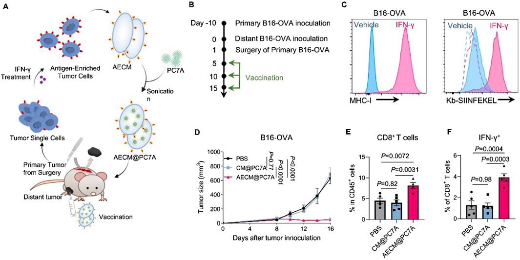 Illustration of a study involving antigen-enriched tumor cells, IFN-γ treatment, and vaccination against B16-OVA tumors. Panel A shows the process of extracting tumor cells for treatment and vaccination. Panel B presents the experimental timeline, including inoculation, surgery, and vaccination. Panel C displays flow cytometry histograms comparing MHC-I and Kb-SIINFEKEL expressions between vehicle and IFN-γ treatments. Panel D presents a graph of tumor size over time post-inoculation for different treatments. Panels E and F show bar graphs of percentages of CD8+ T cells and IFN-γ+ cells in treated samples with statistical comparisons.