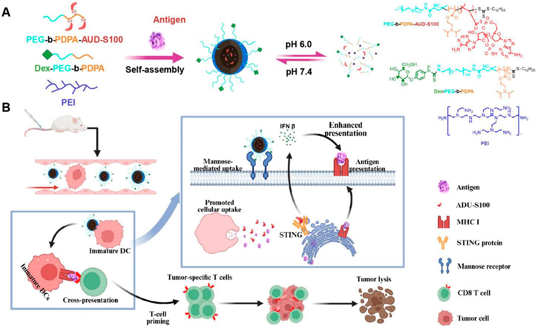 Diagram illustrating a two-part process in cancer immunotherapy. Section A shows the self-assembly of polymers and antigens into nanoparticles at different pH levels. Section B demonstrates the injection of these nanoparticles into a mouse, uptake by dendritic cells, and the subsequent immune response involving T-cell priming and tumor cell destruction. Chemical structures and molecular interactions, including antigen presentation and T-cell activation, are detailed throughout. A key describing symbols used, such as antigens and specific proteins, is included.