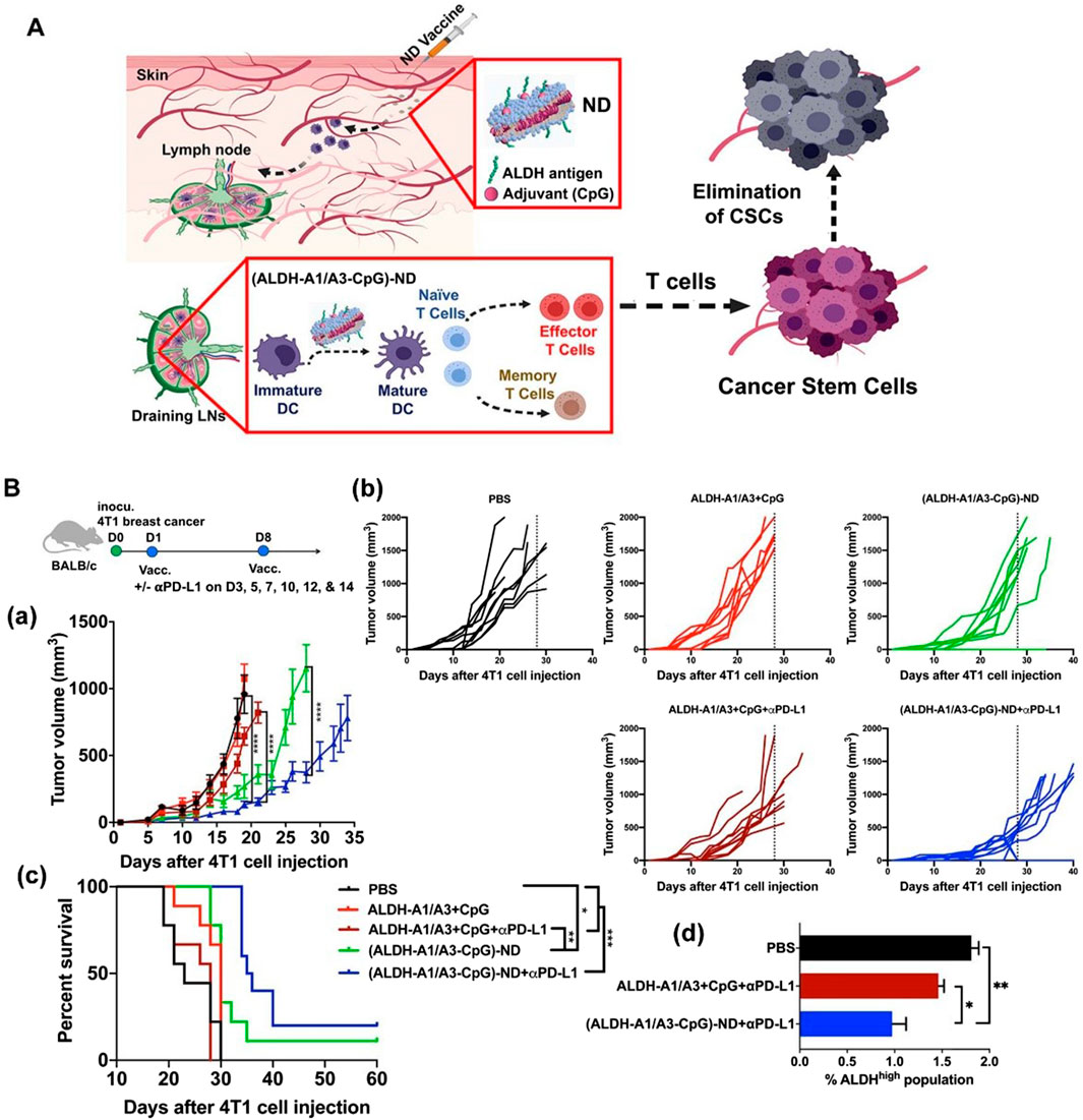 Diagram of an ND vaccine process against cancer stem cells. Part A illustrates the vaccine delivery to lymph nodes enhancing T-cell maturation. Part B shows experimental results: (a) line graph of tumor volume versus days post-injection, comparing PBS and various vaccine formulations. (b) Individual graphs of tumor volumes for different treatments. (c) Survival curve depicting percentage survival over time, with significant differences marked. (d) Bar graph showing the ALDH high population percentage for each treatment group, highlighting statistically significant differences.