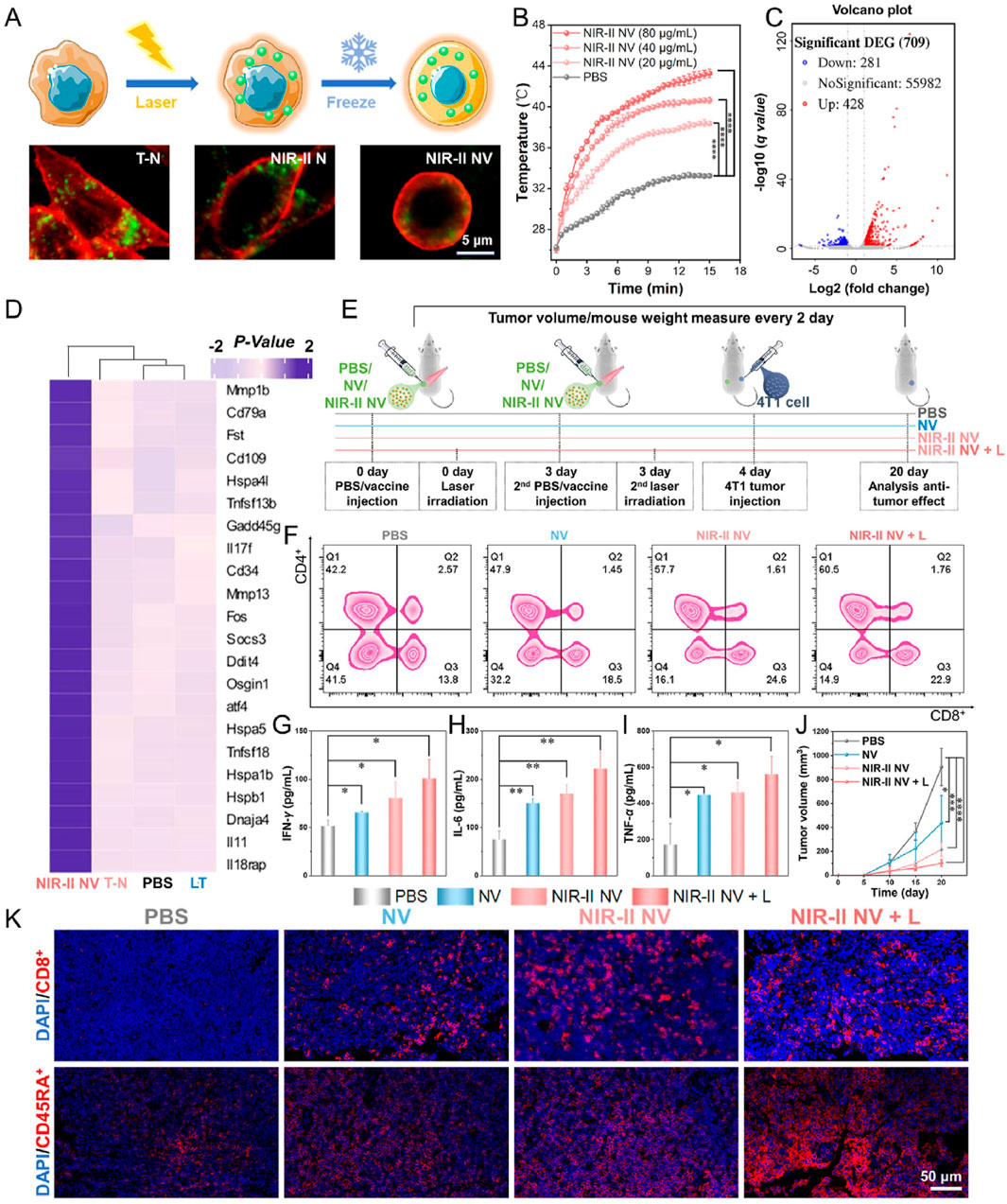 Composite of scientific data and illustrations related to cancer treatment. Panel A shows illustrations and microscopic images of cells subjected to laser and freeze treatments; NIR-II fluorescence highlights cellular structures. Panel B presents a line graph showing temperature changes over time for different treatments, indicating notable differences. Panel C features a volcano plot illustrating gene expression changes with specified statistical significance. Panel D displays a heatmap of gene expression levels across various treatments. Panel E describes an experimental timeline of treatments and measurements. Panels F, G, H, I present contour plots and bar graphs of immunological markers and cytokine levels under different conditions. Panel J includes a line graph of tumor volume over time, comparing different treatments. Panel K offers fluorescence micrographs showing immune cell infiltration in treated tissues.