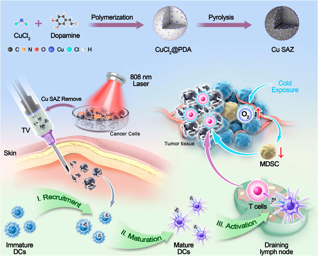 Diagram showing a process involving CuCl₂ and dopamine polymerization to form CuCl₂@PDA, followed by pyrolysis to create Cu SAZ. It illustrates laser treatment on cancer cells leading to tumor oxygenation, reduction in myeloid-derived suppressor cells (MDSC), and subsequent immune responses. The bottom section demonstrates the recruitment, maturation, and activation of dendritic cells (DCs) from immature to mature, activating T cells in the draining lymph node.