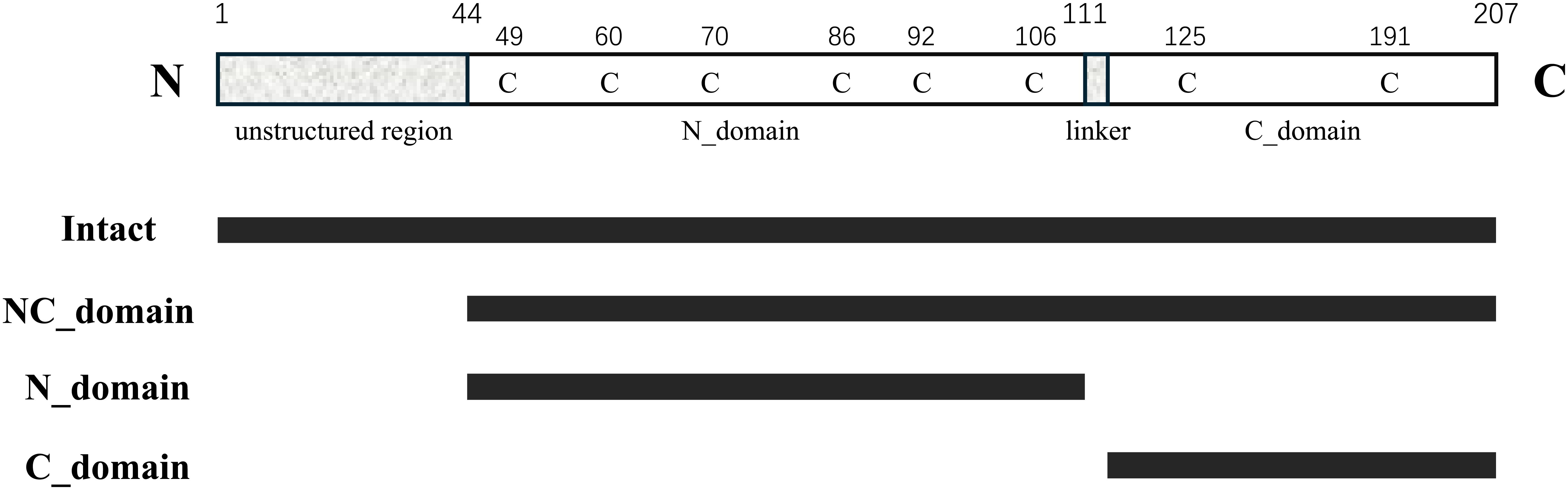 Diagram of a protein structure with labeled regions. The N-terminus starts with an unstructured region, followed by the N domain containing multiple 'C' marks, transitioning through a linker to the C domain. Both domains are indicated above a solid black line labeled “Intact.” Beneath, three separate lines show subdivisions labeled NC_domain, N_domain, and C_domain, illustrating the different protein segments.