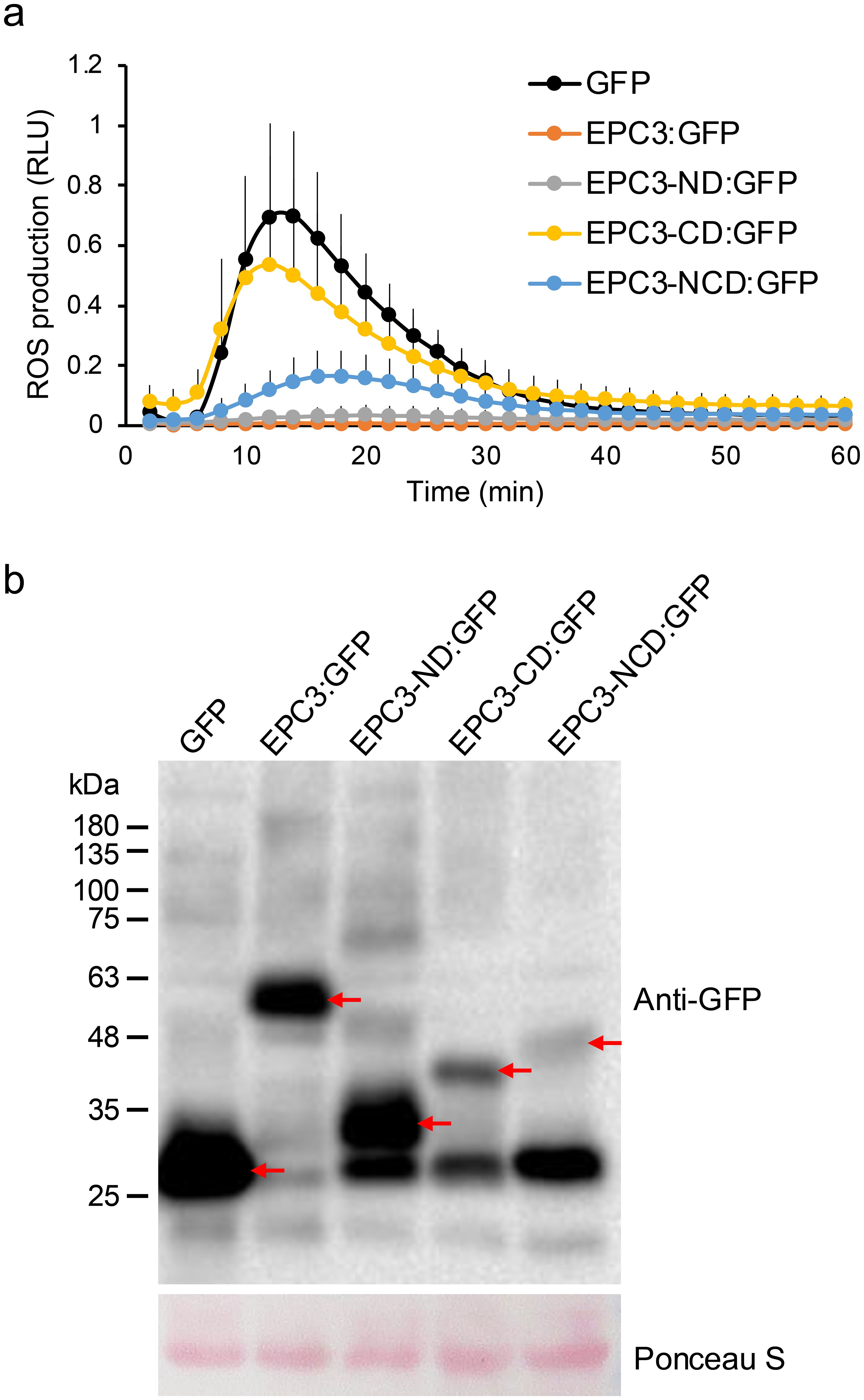 Graph a shows ROS production over time in relative light units with different treatments: GFP, EPC3:GFP, EPC3-ND:GFP, EPC3-CD:GFP, and EPC3-NCD:GFP. Image b shows a Western blot with bands at different molecular weights labeled for GFP and EPC3:GFP variants, with Ponceau S stain below for protein loading verification.
