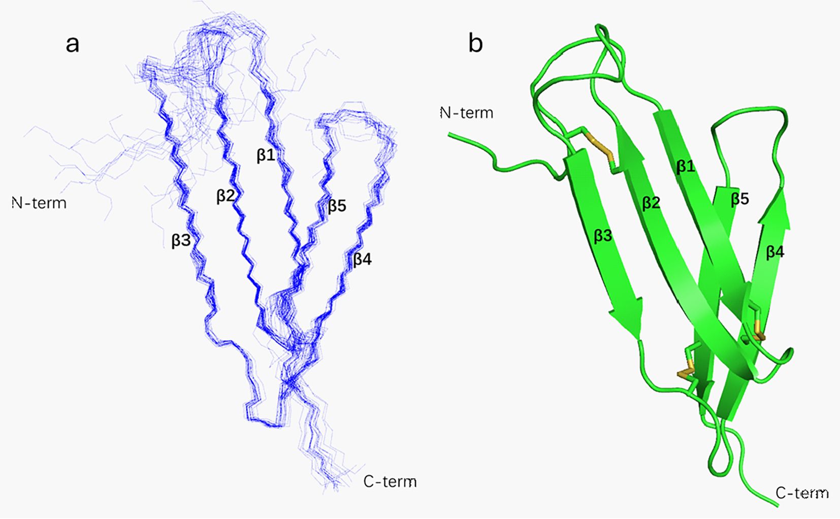 Diagram with two parts. Panel A shows a linear blue structure with labeled sections β1 to β5, from N-term to C-term. Panel B depicts a folded green ribbon structure with β1 to β5, highlighting the same termini.