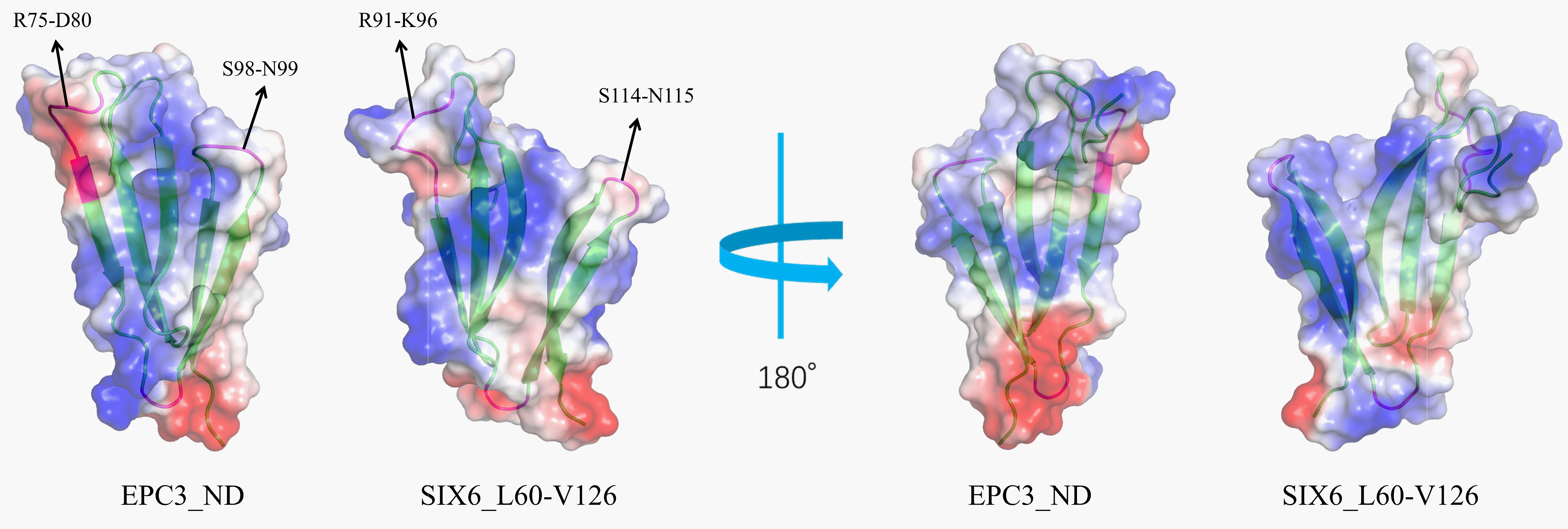 Illustration of protein structures showing molecular surfaces with color gradients indicating different domains. Labels denote specific amino acid residues, and the image includes a 180-degree rotational view.