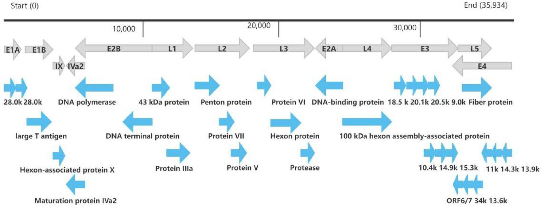 Diagram of a genetic map with several genes and associated protein products. Genes like E1A, E1B, E2B, L1, L2, and others are aligned on a scale from zero to thirty-five thousand nine hundred thirty-four. Proteins include DNA polymerase, Penton protein, Fiber protein, and others, highlighted by arrows to indicate their positions and sizes.