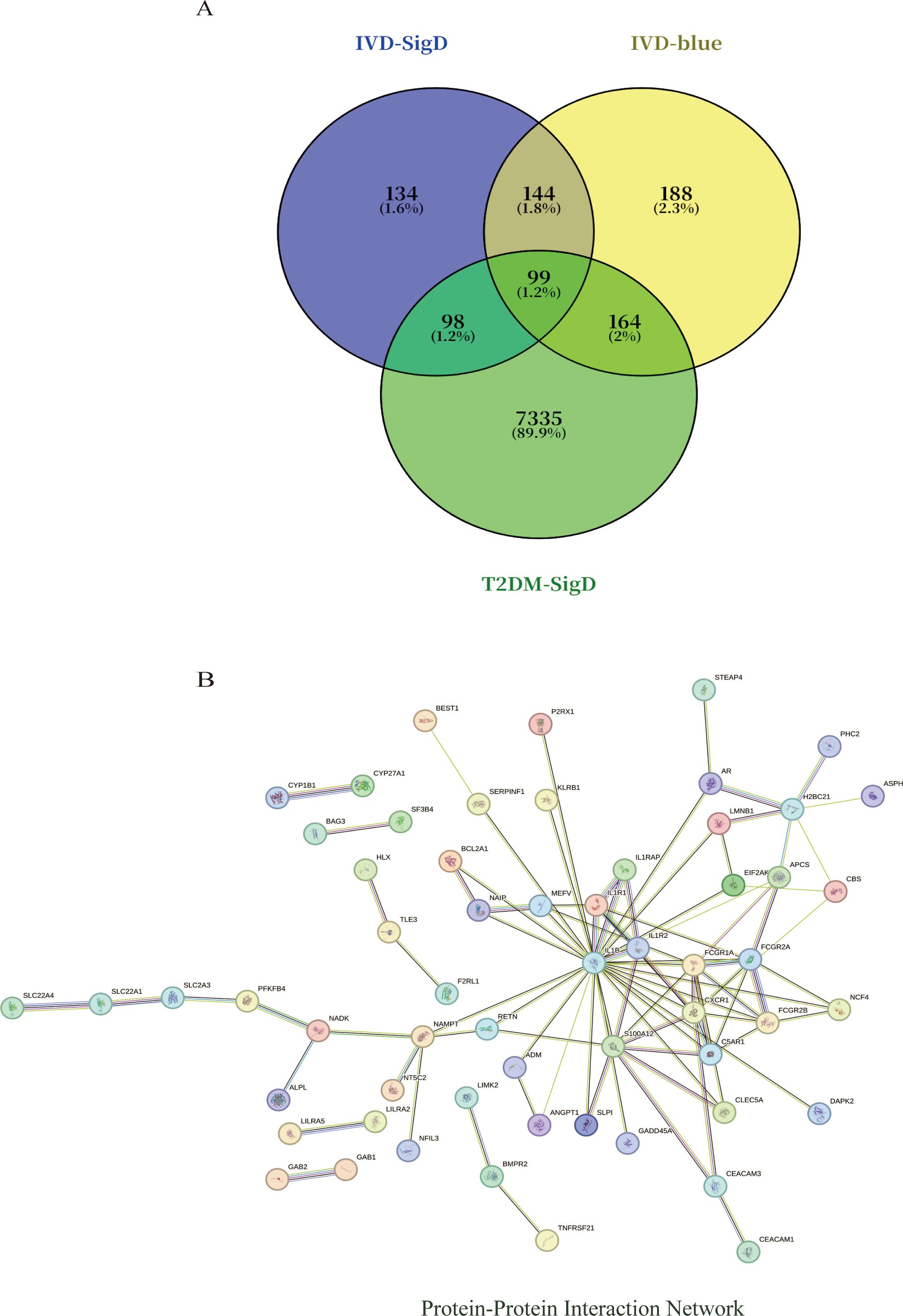 Venn diagram (A) shows overlap among three datasets: IVD-SigD, IVD-blue, T2DM-SigD, with 134 unique to IVD-SigD, 188 to IVD-blue, and 7,335 to T2DM-SigD. Intersection numbers include 144, 99, and 164. Network diagram (B) illustrates a protein-protein interaction network with multiple connected nodes, labeled with gene names.