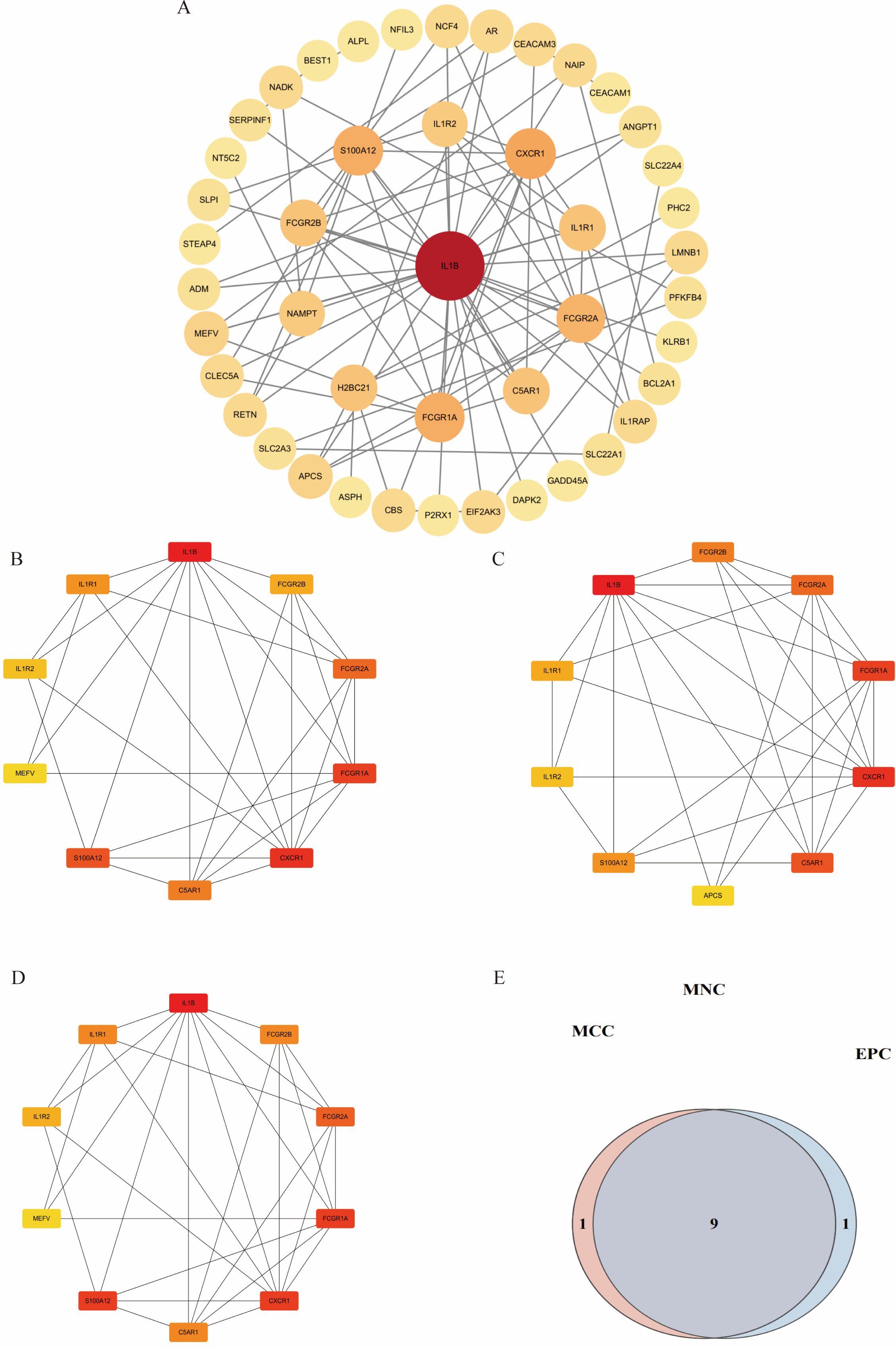 Network diagram and Venn diagram panel showcasing gene interactions. Panel A: Circular network with IL1B at the center, displaying connections to various genes. Panels B, C, D: Smaller networks highlight specific genetic interactions with key genes like IL1B, IL1R1, and CXCR1. Panel E: Venn diagram displays overlap among MNC, MCC, and EPC with intersection containing the number nine.