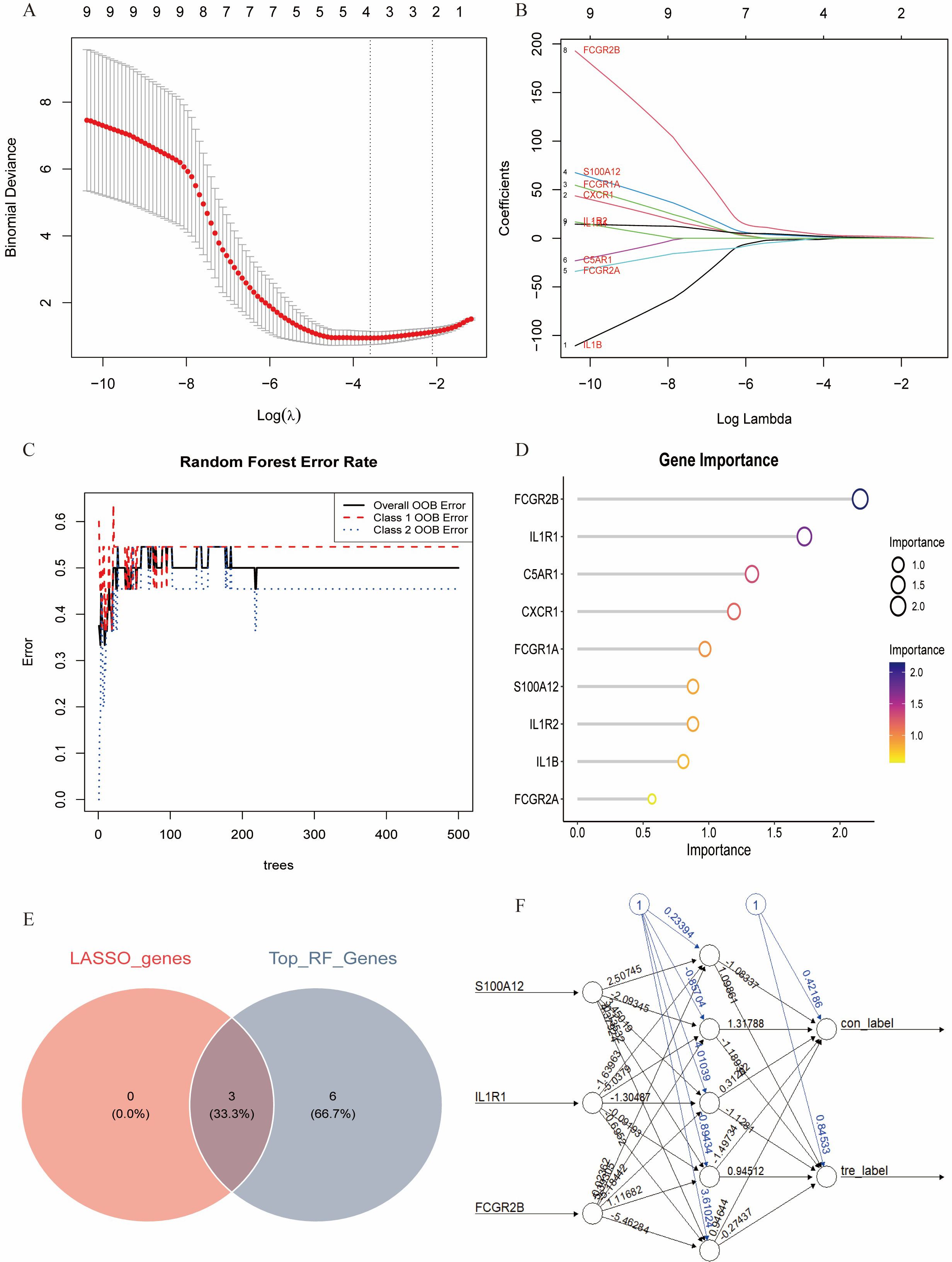 Panel A is a line graph showing binomial deviance versus Log(λ) from a LASSO model. Panel B shows coefficient paths against Log Lambda for different genes. Panel C is a line graph illustrating Random Forest Error Rates across trees. Panel D depicts gene importance with each gene's importance value represented by circle size. Panel E is a Venn diagram comparing LASSO_genes and Top_RF_Genes, with three genes overlapping. Panel F presents a neural network diagram with connections between genes and labels, indicating weights along paths.
