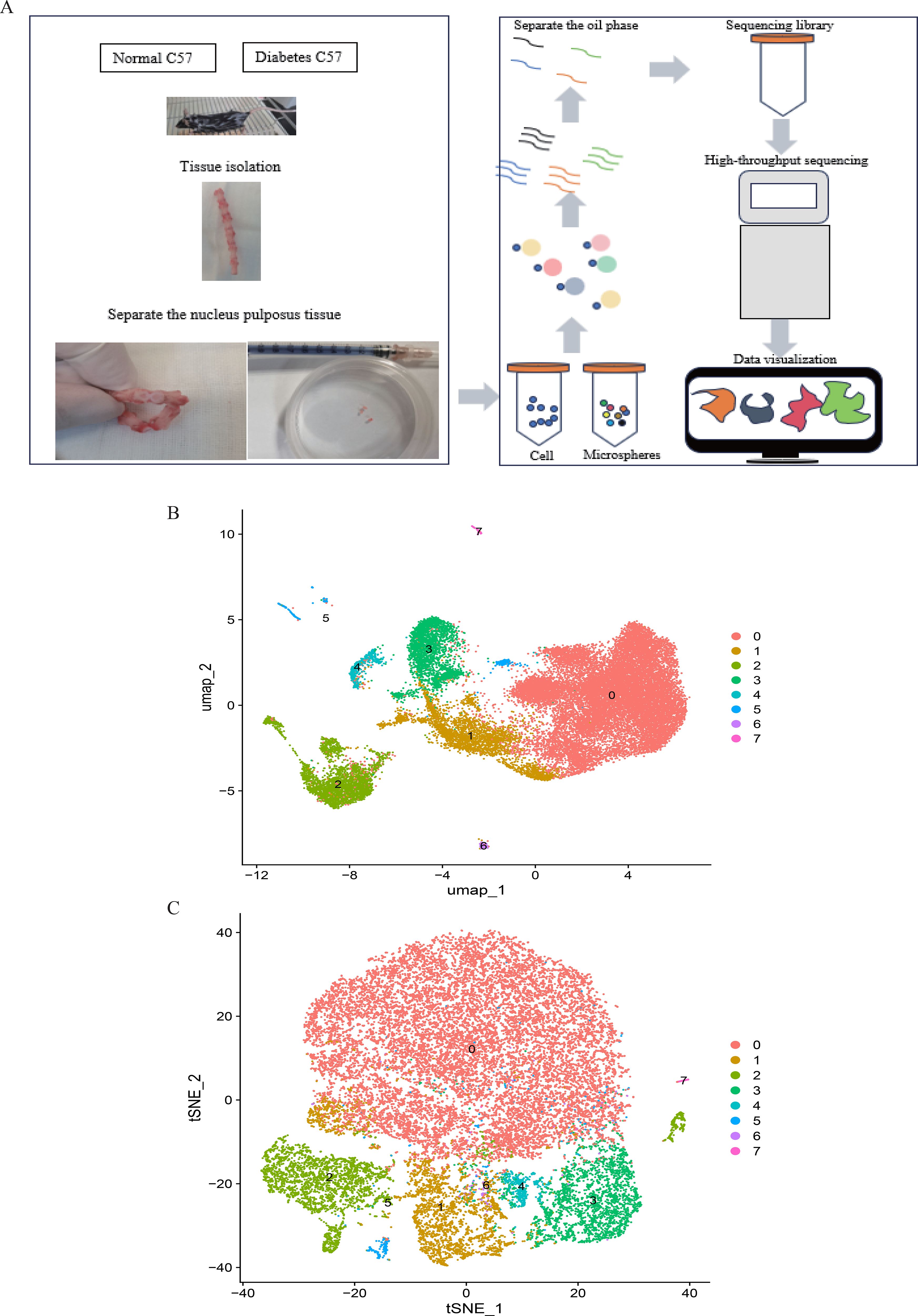 Panel A illustrates the process of tissue isolation, nucleus pulposus separation, and sequencing. Panel B shows a UMAP plot with clusters differentiated by colors and numeric labels ranging from zero to seven. Panel C displays a t-SNE plot with similar clustering and color-coding, labeled with the same numbers.