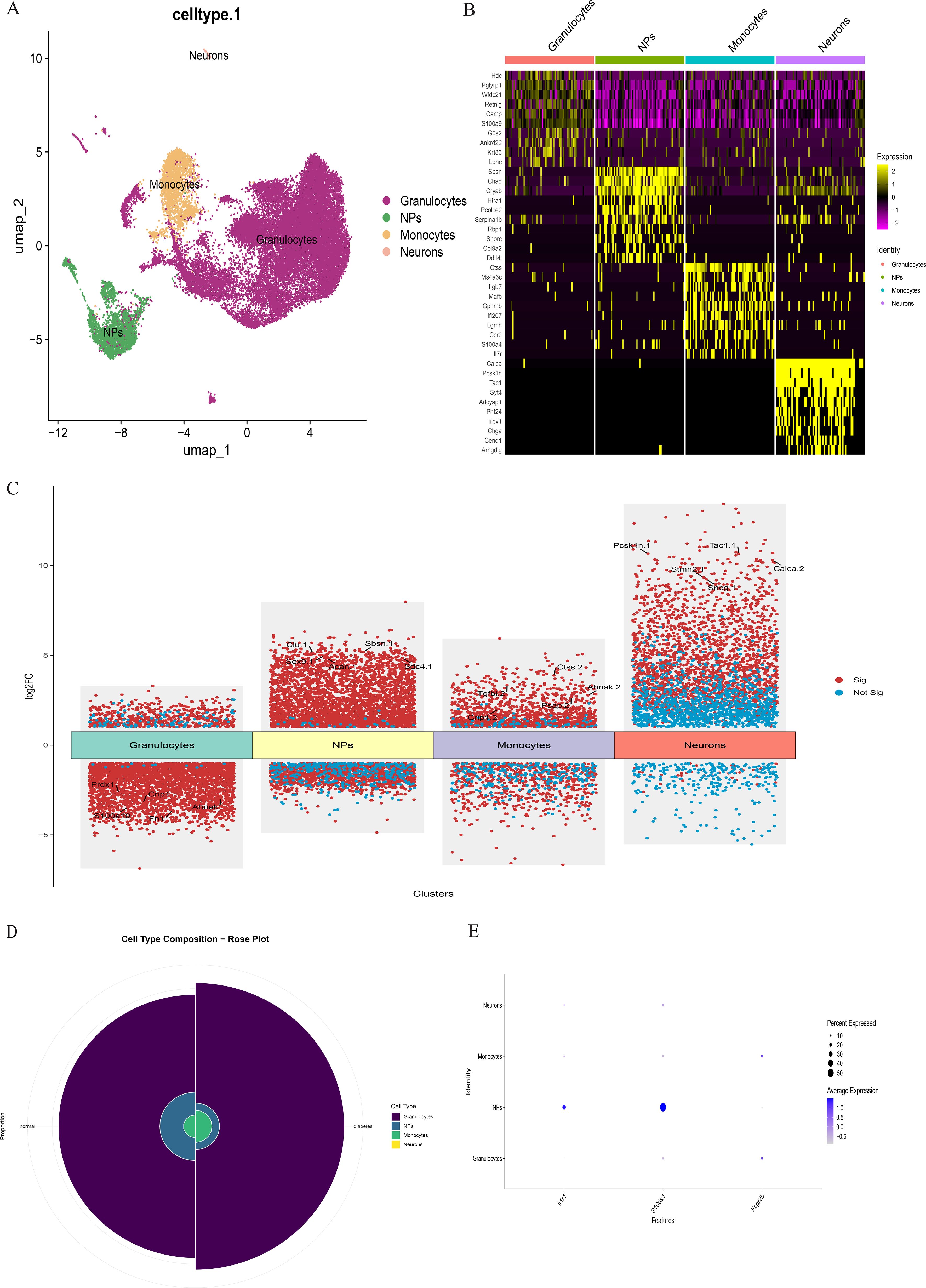 Chart A presents a UMAP scatter plot showing cell types: Granulocytes, NPs, Monocytes, and Neurons, with distinct clusters. Chart B is a heatmap displaying gene expression across these cell types, with variation in expression levels depicted by color intensity. Chart C illustrates a scatter plot of log fold change vs. clusters, marking significant and non-significant data points. Chart D shows a rose plot of cell type composition, highlighting distribution proportions. Chart E is a dot plot representing expression features across cell types, indicating average expression and percentage expressed with varying dot sizes.