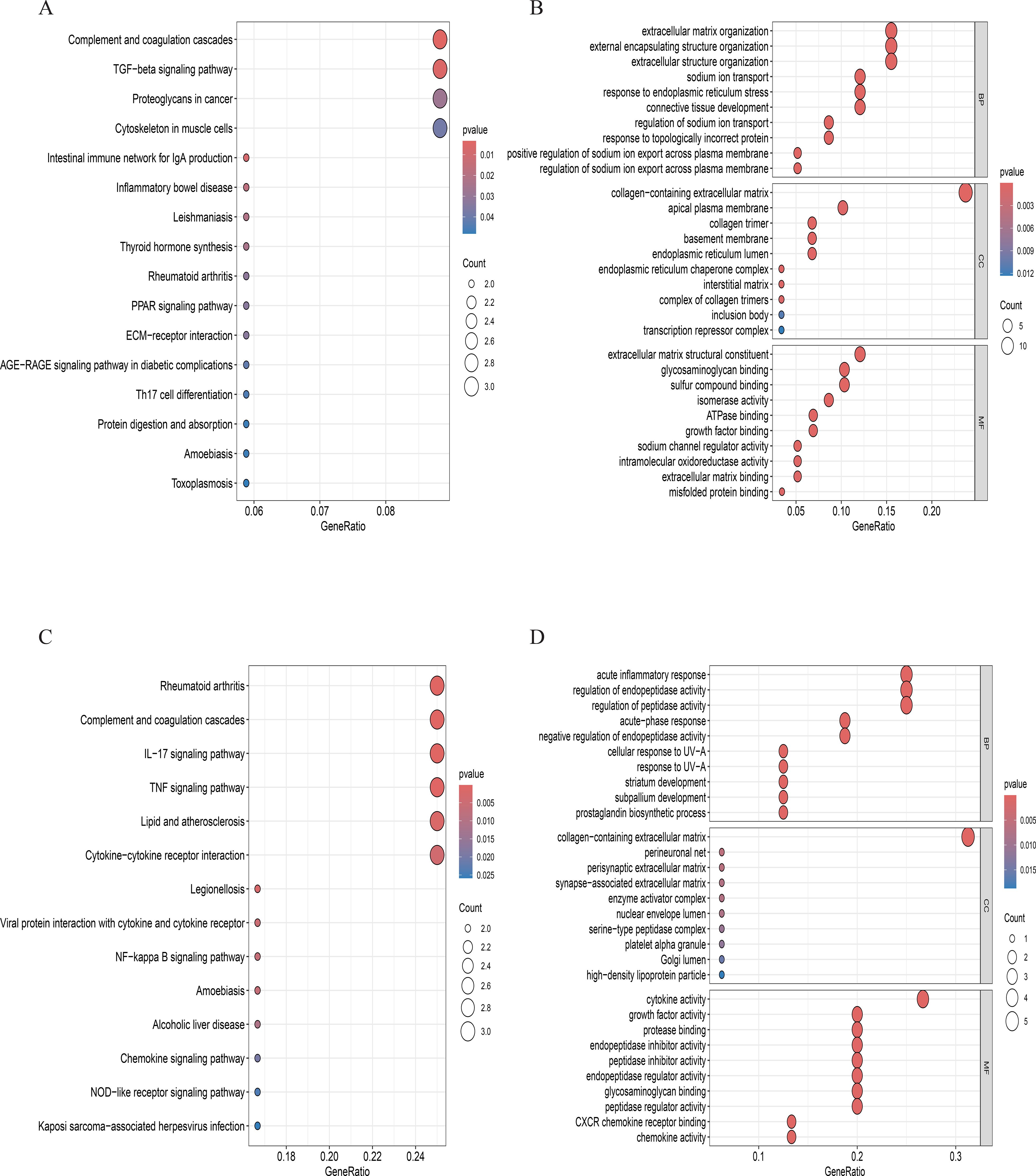 Four bubble plots labeled A, B, C, and D display gene set enrichment analysis results. Each plot has terms on the y-axis and GeneRatio on the x-axis. Bubbles vary in size and color, representing the count and p-value respectively. Plot A highlights pathways like TGF-beta and thyroid hormone synthesis. Plot B shows extracellular matrix organization and sodium ion transport regulation. Plot C includes the IL-17 signaling pathway and cytokine-cytokine receptor interaction. Plot D focuses on acute inflammatory response and chemokine activity.