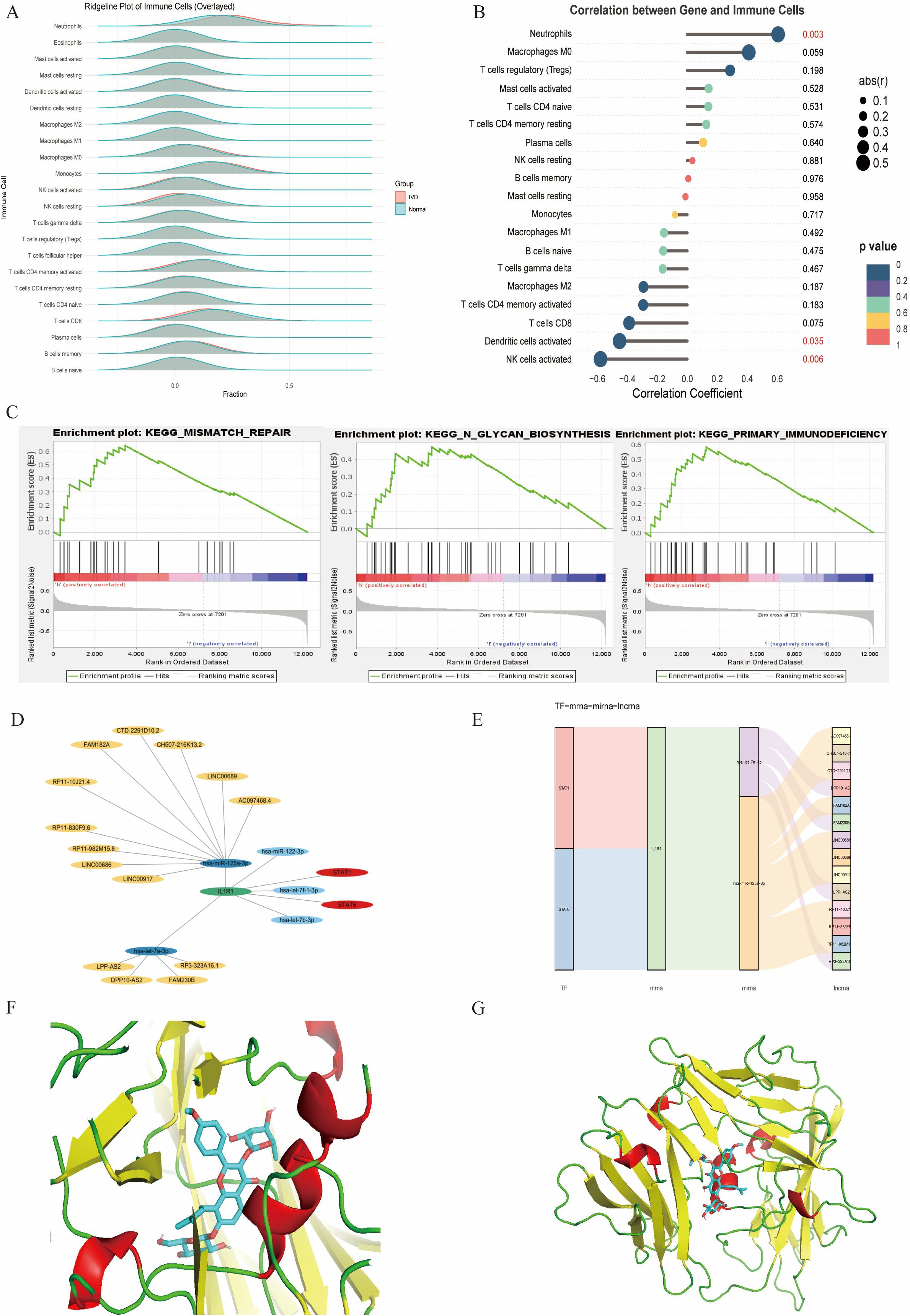 Chart A displays a ridgeline plot comparing immune cell fractions between two groups labeled “HC” and “Normal.” Chart B shows a correlation plot of genes and immune cells with different sizes and colors indicating correlation coefficients and p-values. Chart C features three enrichment plots for KEGG pathways related to mismatch repair, N-glycan biosynthesis, and primary immunodeficiency. Diagram D illustrates a network of gene interactions with labeled nodes and connecting lines. Diagram E presents a Sankey diagram visualizing relationships among TFs, mRNAs, miRNAs, and lncRNAs. Images F and G are molecular structures with ribbons and helical representations highlighting different elements in yellow, red, and green.