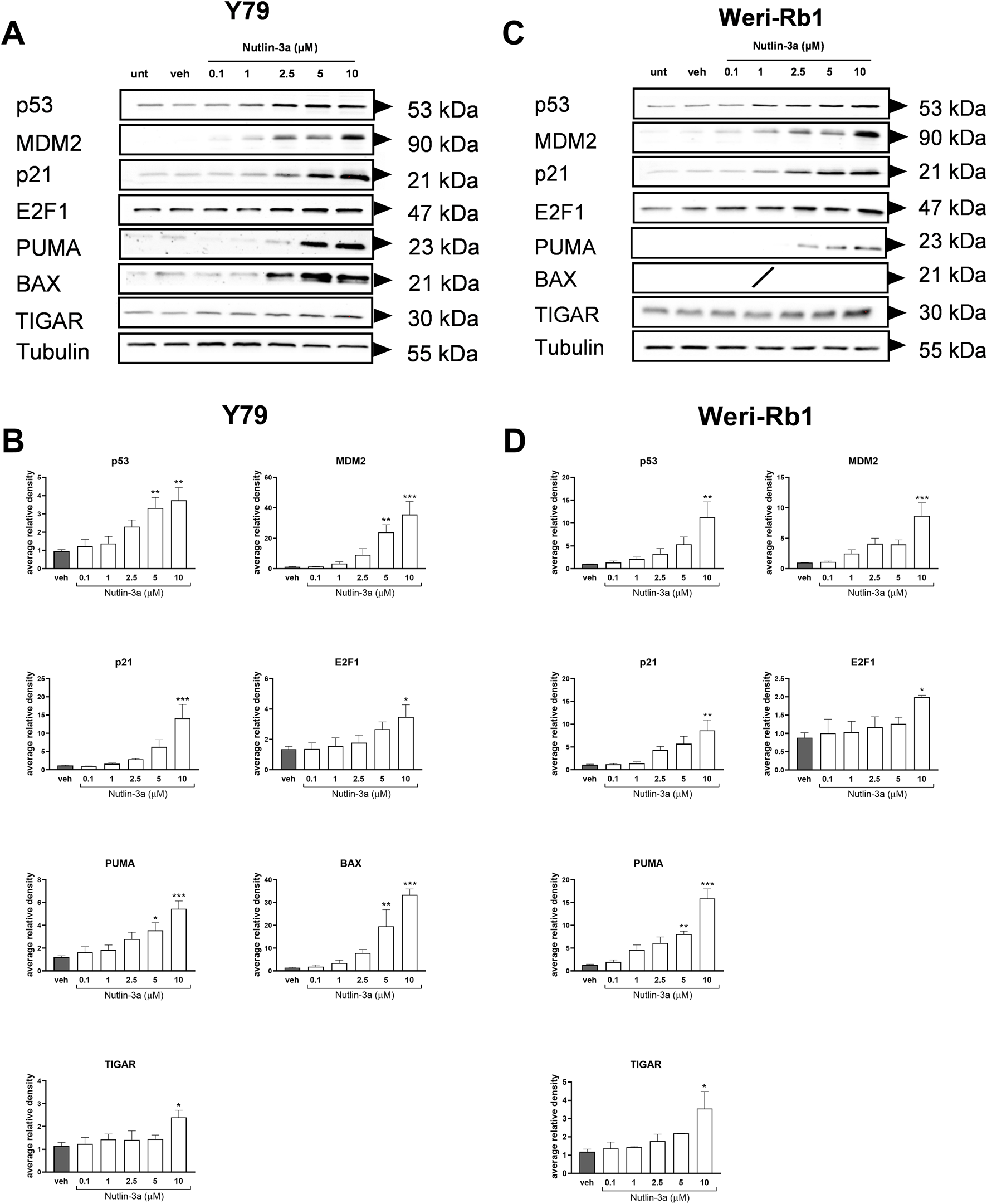 Western blot and bar graph analysis of protein levels in Y79 and Weri-Rb1 cell lines treated with various concentrations of Nutlin-3a. Panels A and C show protein bands for p53, MDM2, p21, E2F1, PUMA, BAX, TIGAR, and Tubulin. Panels B and D present bar graphs illustrating the average relative density of these proteins, indicating changes in expression with increasing Nutlin-3a concentration. Results show dose-dependent effects on protein levels.