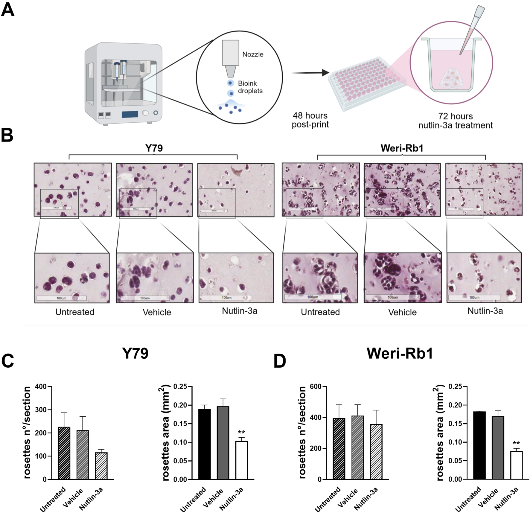 Schematic illustrating a bioprinting process. Section A shows a bioprinter producing bioink droplets and subsequent treatment plates after 48 to 72 hours. Section B presents microscopic images of Y79 and Weri-Rb1 cells, under three conditions: untreated, vehicle, and Nutlin-3a treated, with magnified insets. Sections C and D are bar graphs depicting the number and area of rosettes for each treatment in Y79 and Weri-Rb1 cells. Statistical significance is indicated for the Nutlin-3a treatment.
