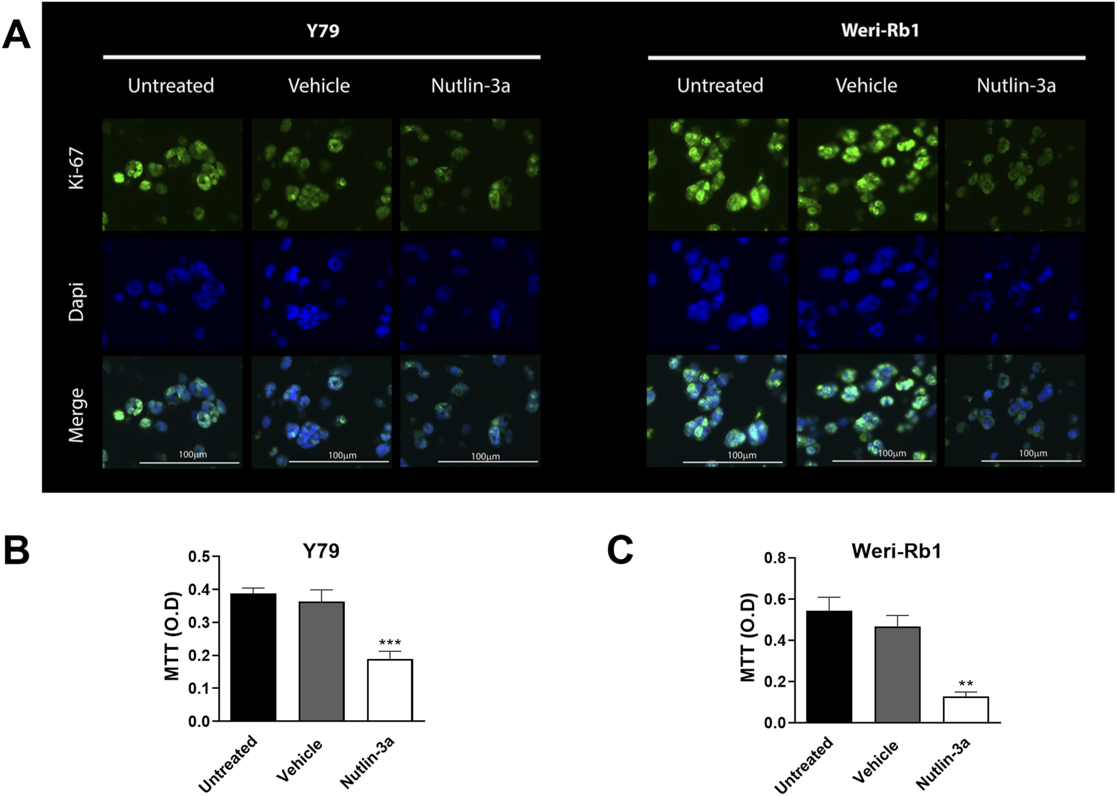 Panel A presents immunofluorescence images of Y79 and Weri-Rb1 cells treated with untreated, vehicle, and Nutlin-3a conditions. Staining shows Ki-67 in green and DAPI in blue, with merged images demonstrating combined staining. Scale bars represent 100 micrometers. Panels B and C display bar graphs of MTT assays for Y79 and Weri-Rb1 cells, respectively, indicating decreased optical density with Nutlin-3a treatment compared to untreated and vehicle controls. Statistical significance is marked by asterisks.