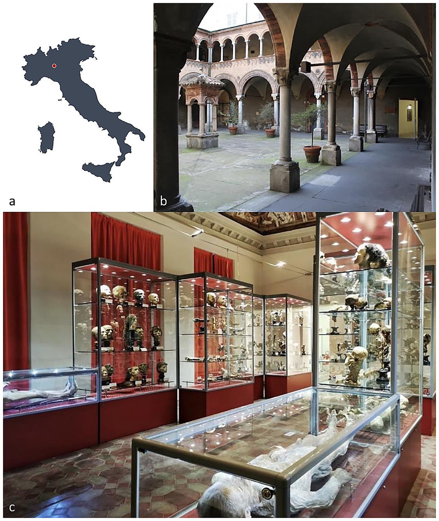 a. Map of Italy with a red dot marking a specific location. b. View of an arched courtyard with columns and potted plants. c. Museum exhibit displaying various anatomical specimens in glass cases with red curtains in the background.