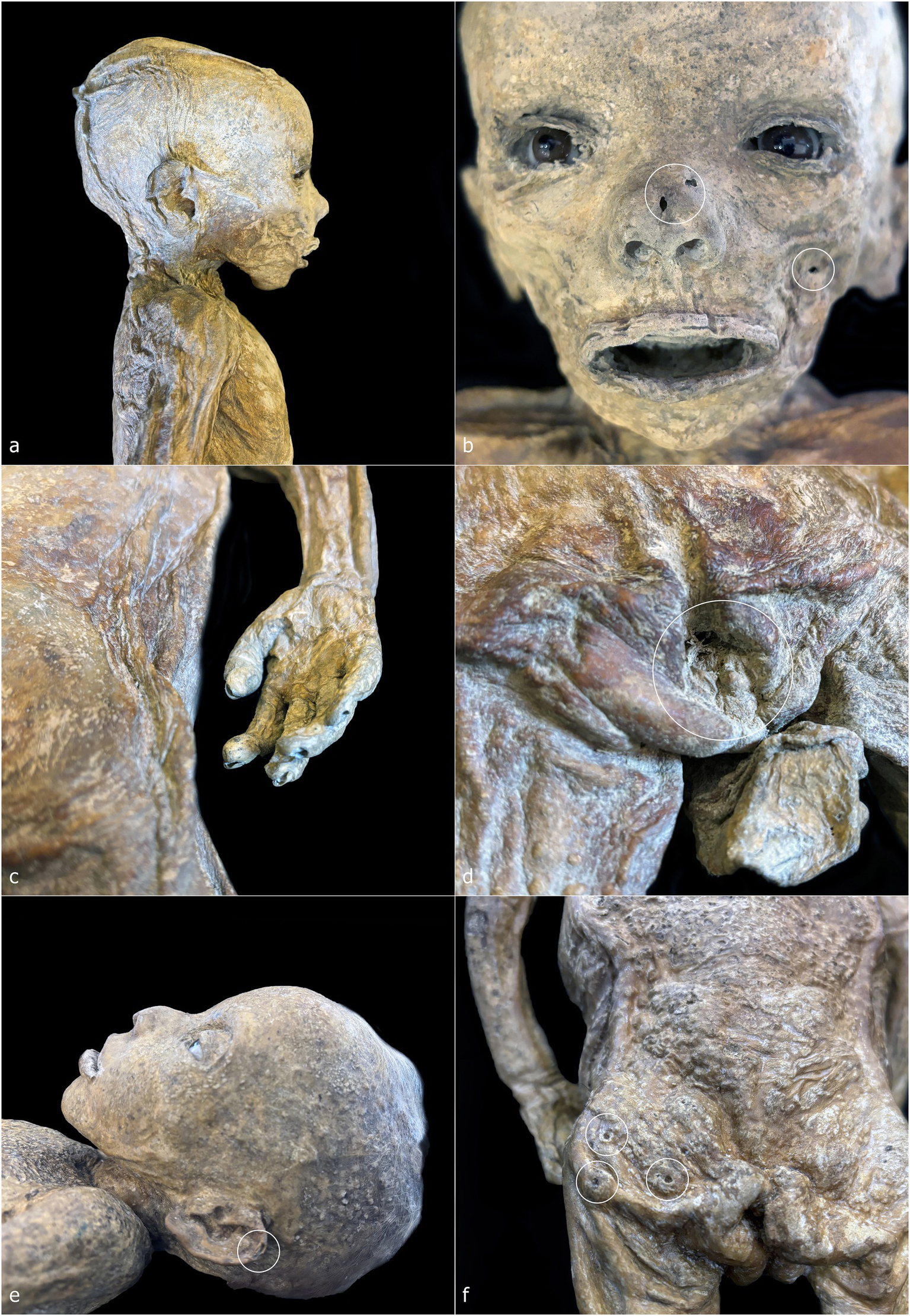 X-ray images showing full-body skeletal structure from different angles. Panels (a) and (d) display frontal views; (b) and (e) show lateral views of the skull and upper body; (c) and (f) focus on the lower body. Various bones, including the ribs, spine, legs, and skull, are visible with labels indicating measurements or annotations.