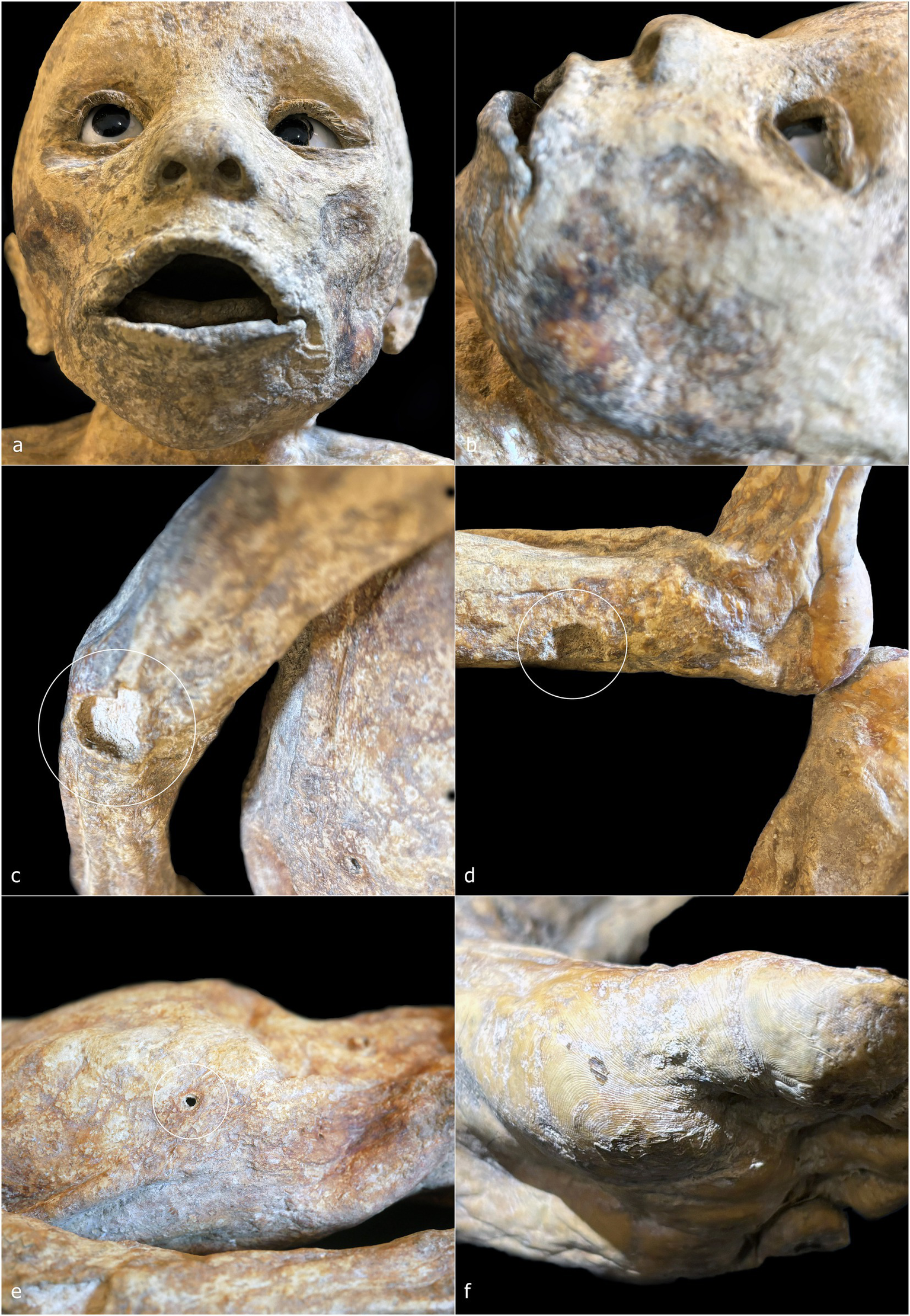 Composite image of a mummified infant, showcasing different perspectives. Panel (a) is a frontal view of the face with an open mouth. Panel (b) shows the right profile of the face highlighting skin texture. Panel (c) focuses on a close-up of the left shoulder. Panel (d) depicts the left arm, including joints and creases. Panel (e) highlights the skin texture and a small circular feature on the back. Panel (f) illustrates the right arm with visible skin details. Each panel provides a unique view of the mummy’s preserved features.