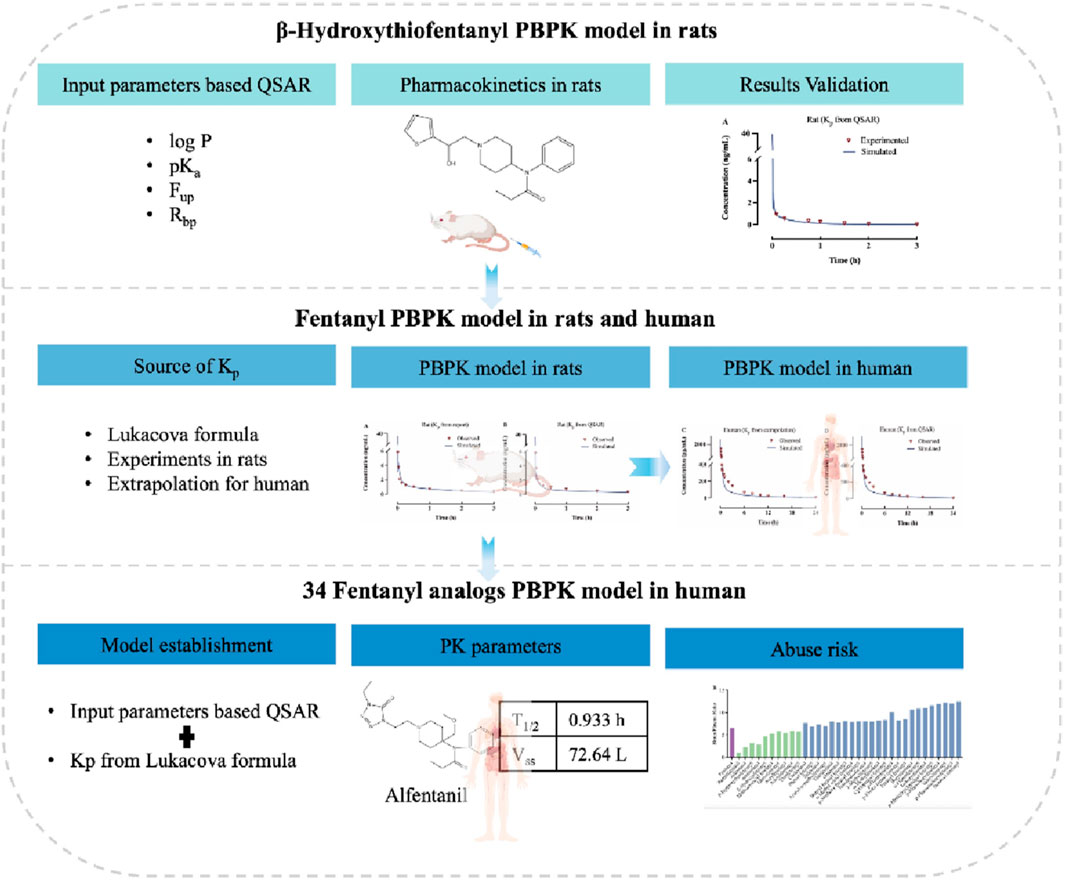 Diagram illustrating the development of β-Hydroxythiofentanyl, Fentanyl, and Fentanyl analogs PBPK models in rats and humans. The process involves input parameters based on QSAR, pharmacokinetic studies, and results validation. The diagram shows the progression from rat models to human models, with detailed information on sources of parameters, model establishment, pharmacokinetic parameters, and potential abuse risk. Graphs depict experimental and simulated data, and chemical structures are included for reference.