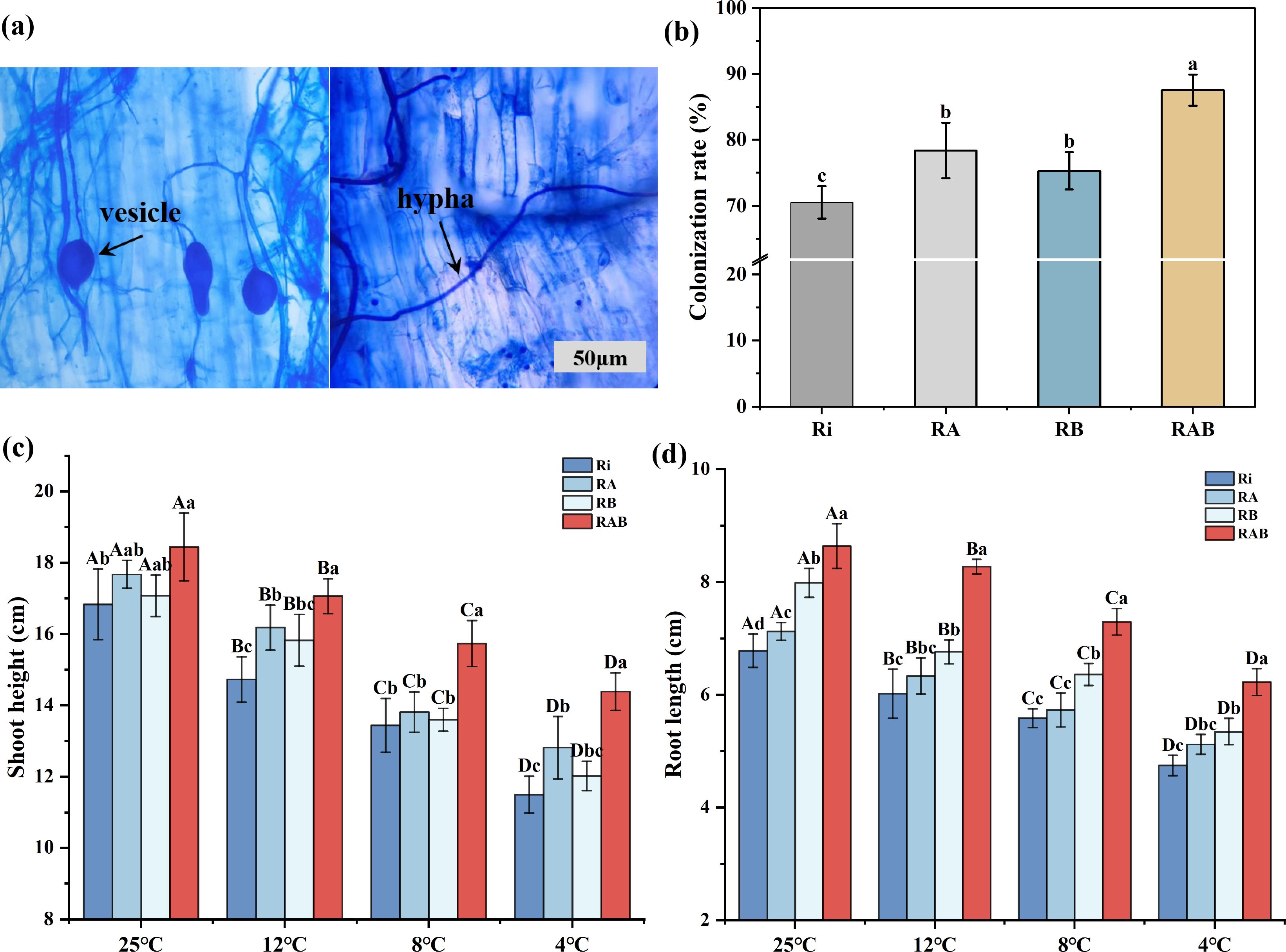Microscopic images of vesicles and hyphae are shown in the first panel. The second panel is a bar graph illustrating colonization rates under different treatments (Ri, RA, RB, RAB) with RAB having the highest rate. The third panel is a bar graph depicting shoot height at various temperatures, indicating the RAB treatment generally results in taller shoots. The fourth panel shows root length, with RAB treatment leading to longer roots compared to other treatments across different temperatures.