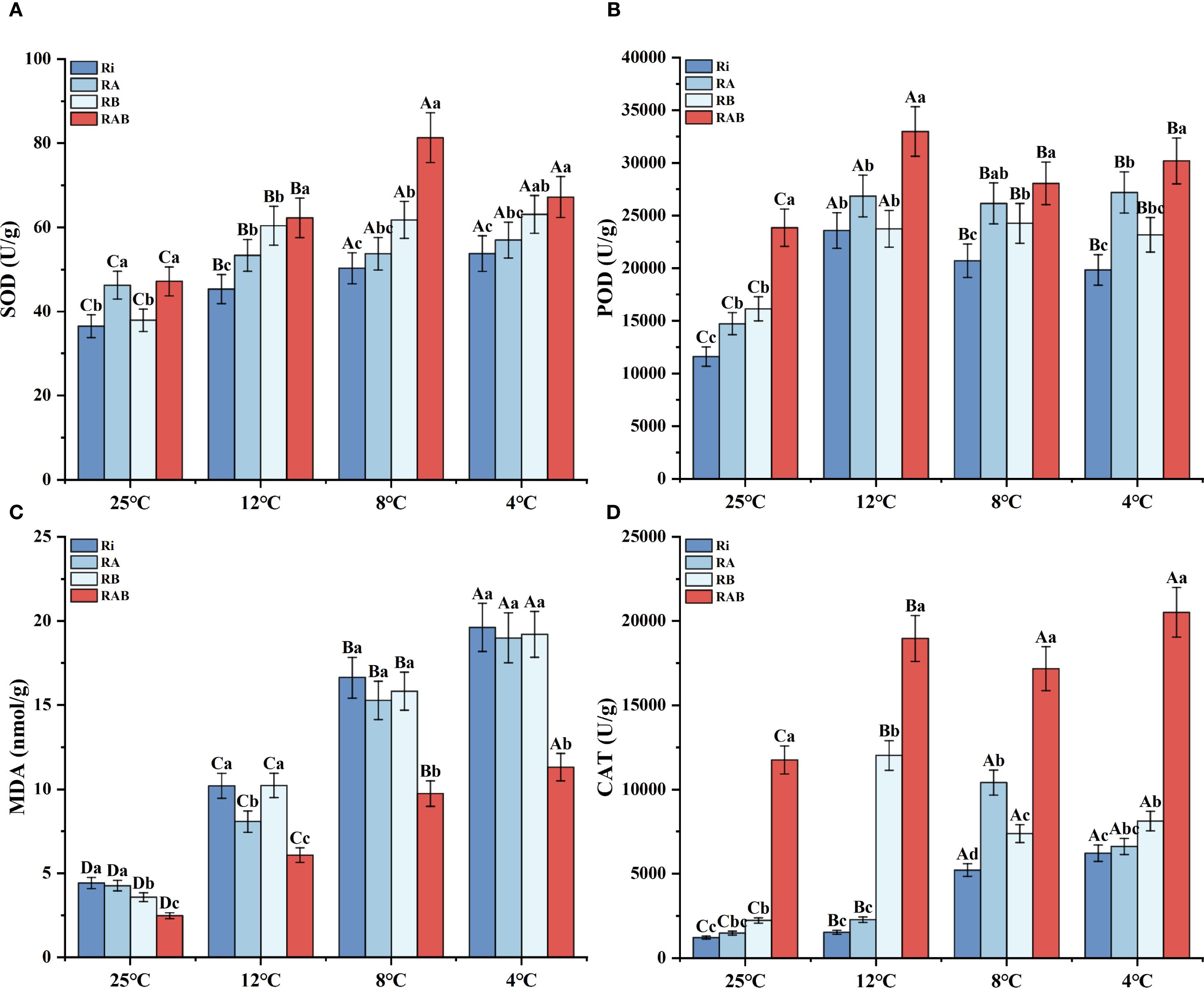 Four grouped bar charts labeled A to D show the effect of different treatments (Ri, RA, RB, RAB) at various temperatures (25°C, 12°C, 8°C, 4°C) on enzyme activities or compound levels. Chart A displays SOD activity, Chart B POD activity, Chart C MDA levels, and Chart D CAT activity. Each chart measures different units (IU/g or nmol/g) and uses distinct colors to differentiate treatments, with error bars indicating variability or uncertainty. The labels Aa, Bb, etc., denote statistical significance.