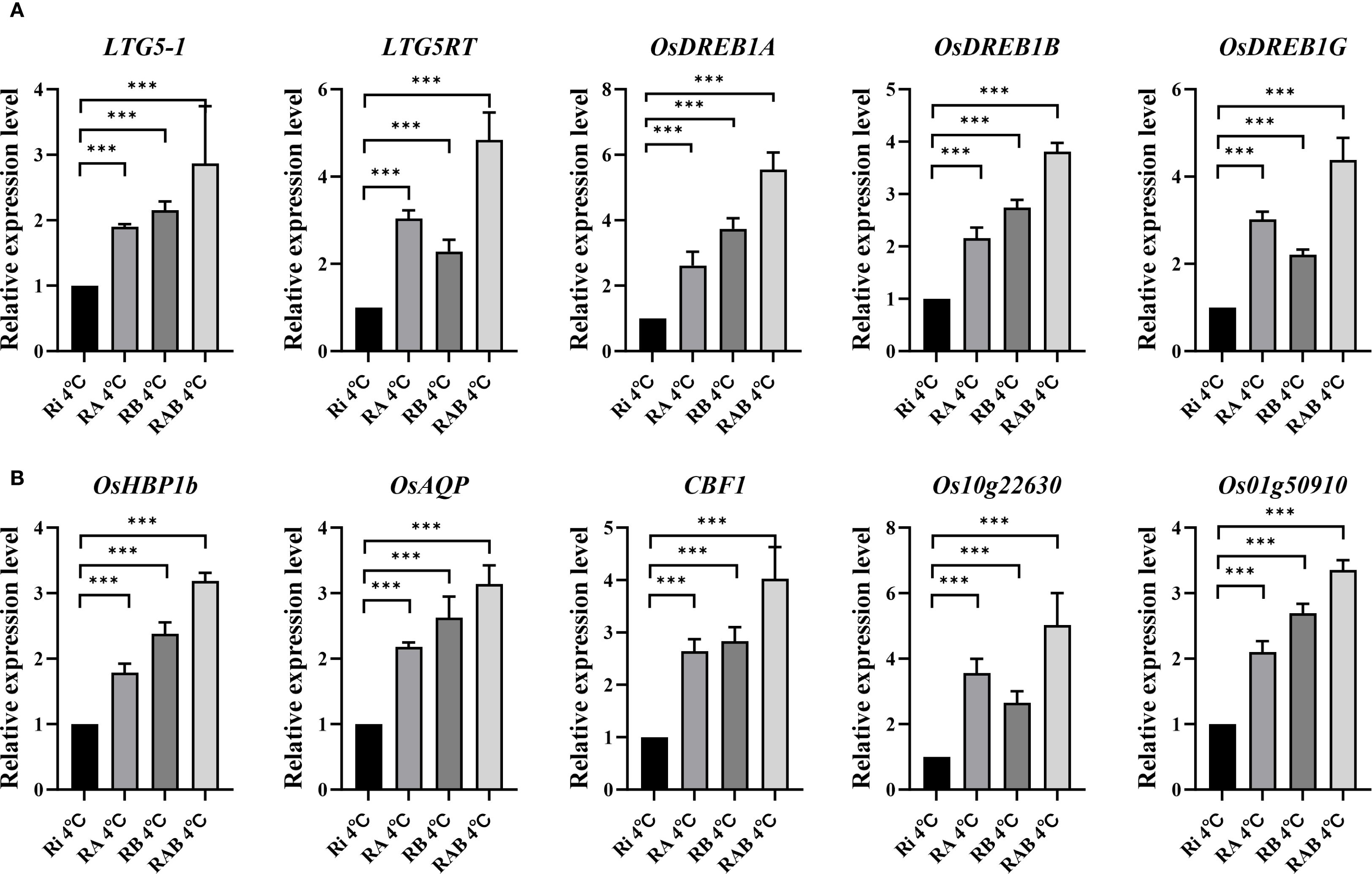 Bar charts showing the relative expression levels of various genes under different conditions. Panel A includes LTG5-1, LTG5RT, OsDREB1A, OsDREB1B, and OsDREB1G. Panel B includes OsHBP1b, OsAQP, CBF1, Os10g22630, and Os01g50910. Each gene is compared across four conditions: Ri 4°C, RA 4°C, RB 4°C, and RAB 4°C. Asterisks indicate levels of statistical significance.