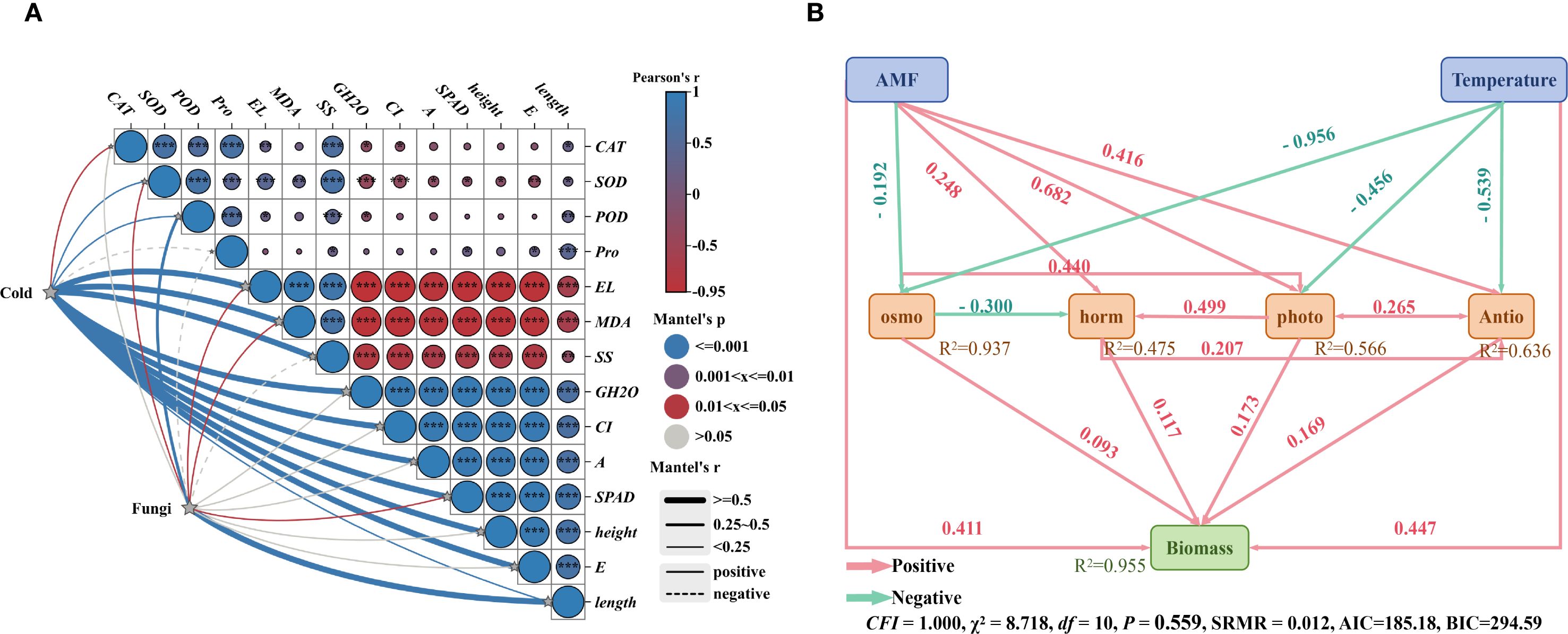 Panel A is a correlation matrix displaying relationships between various biological and environmental factors, with positive and negative Pearson correlations indicated by color. Panel B is a structural equation model illustrating causal pathways between variables such as AMF, temperature, osmo, horn, photo, Antio, and biomass with coefficients and R-squared values, highlighting positive and negative influences.