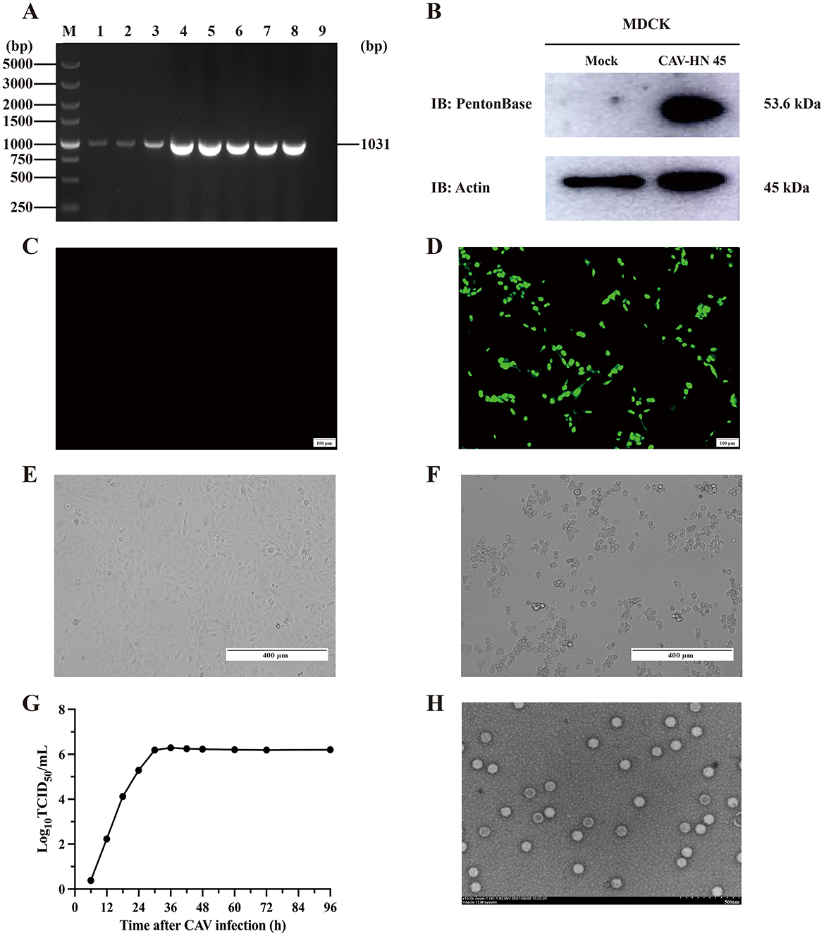 A: Gel electrophoresis image showing DNA bands at various sizes from 250 to 5000 base pairs, with a prominent band at 1031 base pairs. B: Western blot of MDCK cells showing expression of PentonBase and Actin proteins, with PentonBase detected at 53.6 kDa and Actin at 45 kDa. C and D: Fluorescence microscopy images, with D showing green fluorescence indicating CAV infection. E and F: Phase contrast microscopy images of MDCK cells, with F showing significant morphological changes. G: Line graph depicting viral growth over time post-CAV infection, peaking around 36 hours. H: Electron microscopy image of virus particles on a grid, showing spherical shapes.