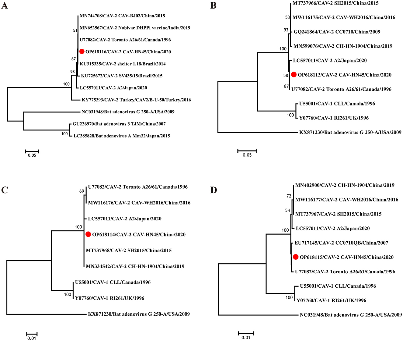 Phylogenetic tree diagrams labeled A, B, C, and D show evolutionary relationships among various adenovirus strains from different countries and years. Red dots highlight the OP618116/OP618113/OP618114/OP618115 strain from China in 2020. Branch lengths and bootstrap values indicate genetic distances and confidence levels. Scale bars represent evolutionary distances.