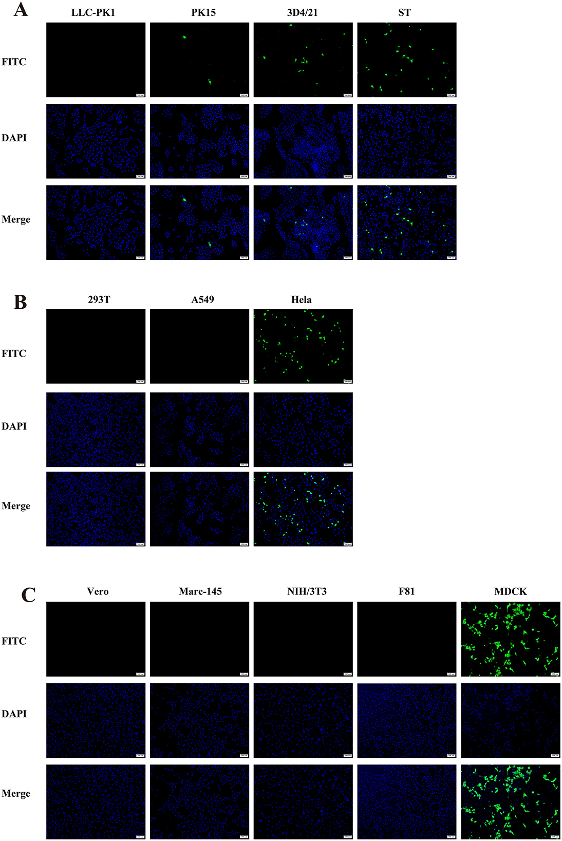Panel A, B, and C display fluorescence microscopy images of cell lines stained with FITC and DAPI. Panel A shows LLC-PK1, PK15, 3D4/21, and ST cell lines. Panel B includes 293T, A549, and Hela cell lines. Panel C consists of Vero, Marc-145, NIH/3T3, F81, and MDCK cell lines. FITC reveals green fluorescence, DAPI shows blue nuclear staining, and the merge combines both. Each subfigure highlights different cellular expressions depending on the cell line, with varying levels of fluorescence.