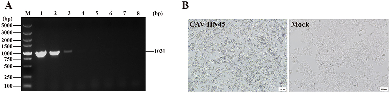 Gel electrophoresis and microscopy images are shown. Panel A displays a gel electrophoresis result with lanes marked M and 1 to 8; lane 2 shows a band at 1031 base pairs. Panel B features two microscopy images labeled “CAV-HN45” and “Mock,” highlighting the cellular morphology differences; the former has more visible cellular structures compared to the latter.