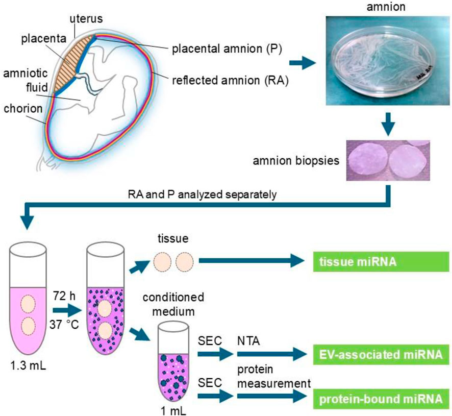 Diagram illustrating the process of analyzing placental and reflected amnion for miRNA. The image shows a cross-section of a uterus with labels for the placenta, amniotic fluid, chorion, and amnion. There are images of amnion in a dish and biopsies. The process involves incubating tissue in 1.3 milliliters for seventy-two hours at thirty-seven degrees Celsius. This produces conditioned medium analyzed for extracellular vesicle-associated and protein-bound miRNA using SEC and NTA methods. Tissue miRNA is also analyzed separately.