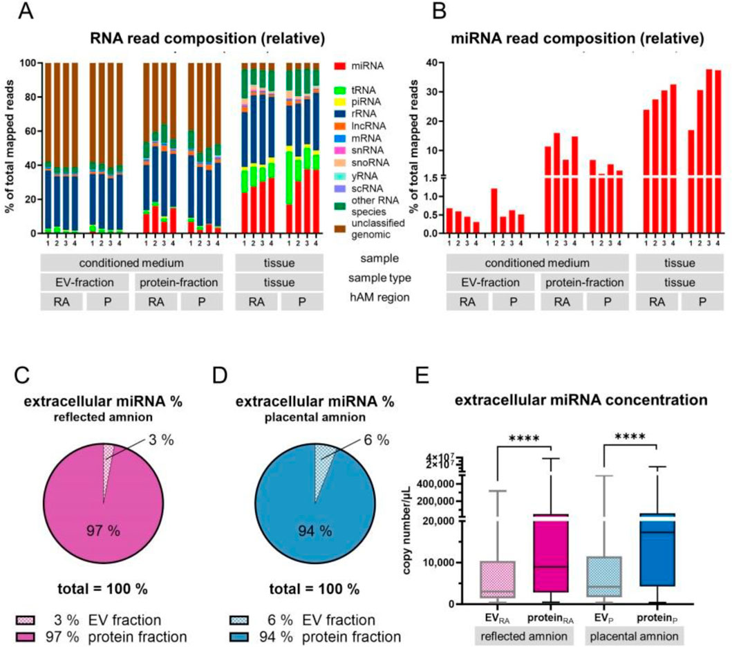 Charts A and B display RNA read compositions, showing percentages of miRNA and other RNA types. C and D are pie charts depicting extracellular miRNA distribution, with C at 97% protein fraction for reflected amnion and D at 94% protein fraction for placental amnion. E features a box plot of extracellular miRNA concentrations, comparing EV and protein fractions in reflected and placental amnions, with significant differences indicated.