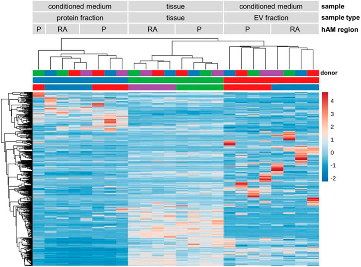 Heatmap displaying hierarchical clustering of samples based on expression levels. Columns represent different sample types, including conditioned medium and tissue, subdivided into protein and EV fractions. Rows indicate gene expression, with varying shades of blue to red representing expression levels from low to high. A dendrogram on the top and left organizes clusters. A color bar indicates sample sources.