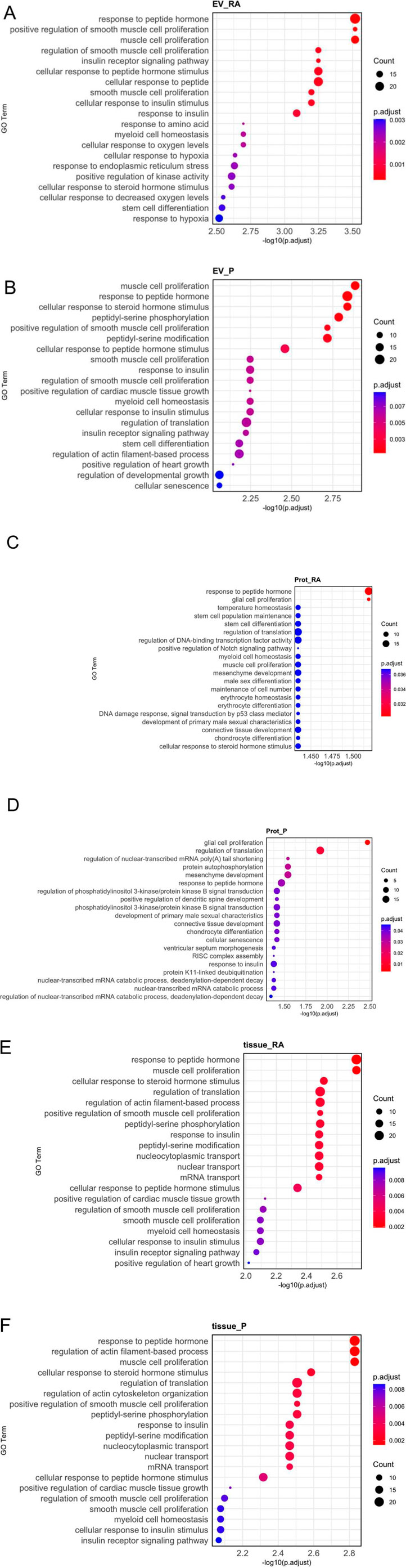 Two dot plot charts labeled A and B display gene ontology (GO) terms with corresponding -log10(p.adjust) values for EV_RA and EV_P groups. The x-axes represent -log10(p.adjust) values, and the y-axes feature GO terms. Dot sizes indicate counts, with larger dots representing higher counts. Color gradients from blue to red indicate different p.adjust values, with red representing the lowest values. Dot plots labeled C and D display gene ontology terms for proteins Prot_RA and Prot_P, respectively. Each dot represents a term with size indicating frequency count and color indicating adjusted p-value. Graph C highlights terms like