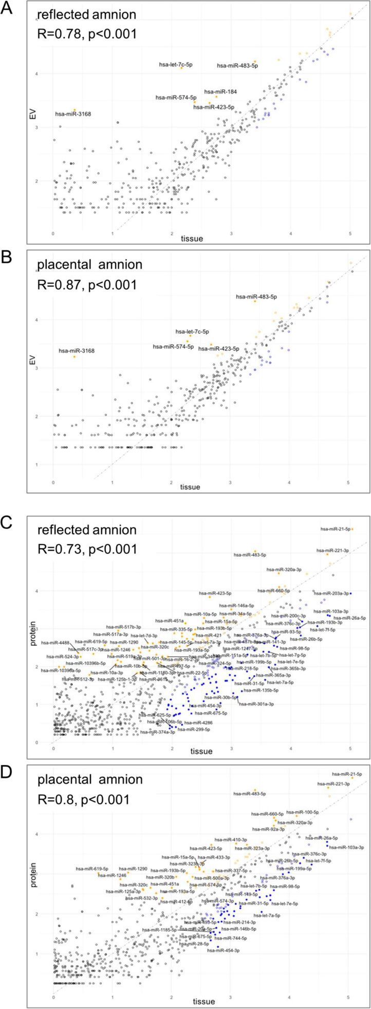 Scatter plots comparing microRNA expression between tissue and EV in reflected (A) and placental amnion (B) and placental amnion. Plot A shows a correlation coefficient of R = 0.78, and Plot B shows R = 0.87, both with p-values less than 0.001. Notable microRNAs highlighted include hsa-let-7c-5p, hsa-miR-483-5p, hsa-miR-3168, among others. Each plot displays a trend line indicating positive correlation. Scatter plots comparing microRNA expression in reflected amnion (C) and placental amnion (D). Both show correlations of microRNA presence between tissue and protein, with C having R = 0.73 and D having R = 0.8, both with p < 0.001. Data points are labeled with microRNA identifiers.