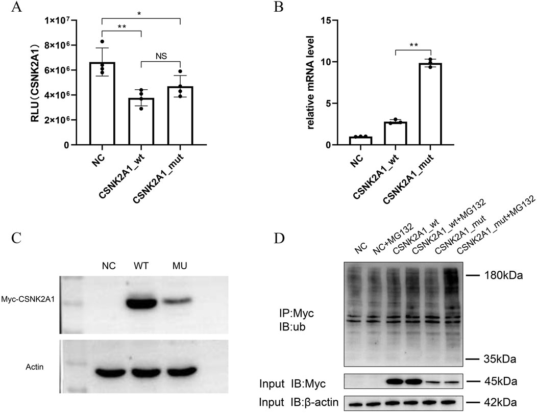 Four-part experimental data image. (A) Bar graph showing RLU for NC, CSNK2A1 wt, and mut groups, with significance markers. (B) Bar graph depicting relative mRNA levels, highlighting significant difference between CSNK2A1 wt and mut groups. (C) Western blot displaying Myc-CSNK2A1 and Actin for NC, WT, and MU samples. (D) Western blot for IP:Myc, IB:ub, and inputs showing Myc and β-actin across various conditions, indicating protein expression levels.