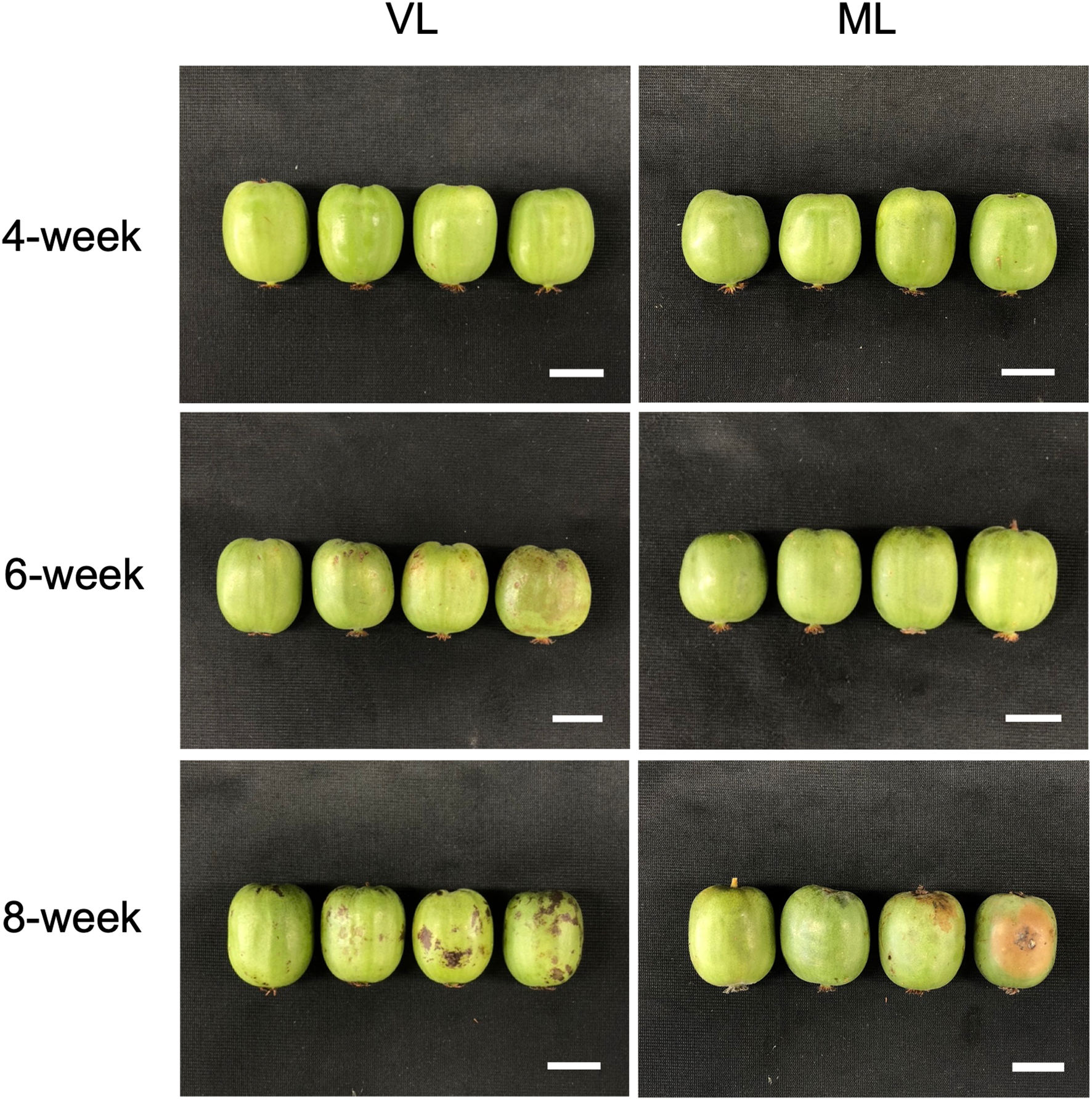 Six images of green apples arranged in two columns labeled VL and ML, observed over three time intervals: 4-week, 6-week, and 8-week. Each row shows the apples progressively, with the VL column apples showing increasing blemishes and decay over time, while the ML column apples show fewer changes. Scale bars present in each image.