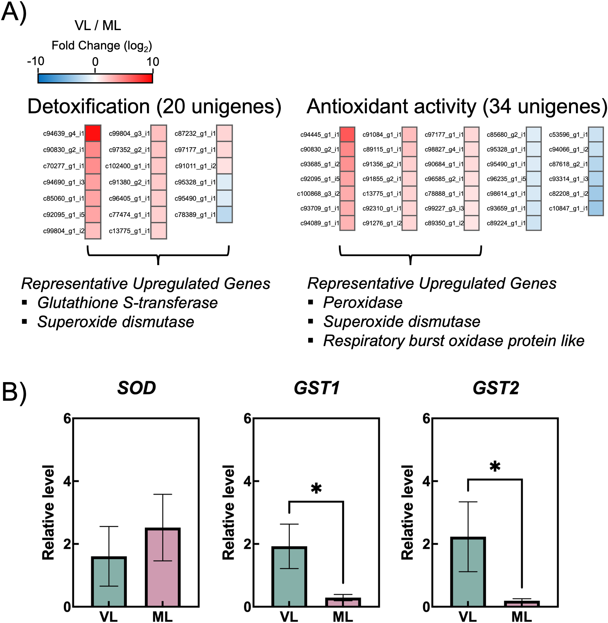 Gene expression analysis displays upregulated genes for detoxification and antioxidant activity. Panel A shows heatmaps with fold change: detoxification (20 unigenes) and antioxidant activity (34 unigenes), with key genes like Glutathione S-transferase and Peroxidase noted. Panel B presents bar graphs for SOD, GST1, and GST2 relative levels in VL and ML conditions, showing significant differences marked by asterisk in GST1 and GST2.
