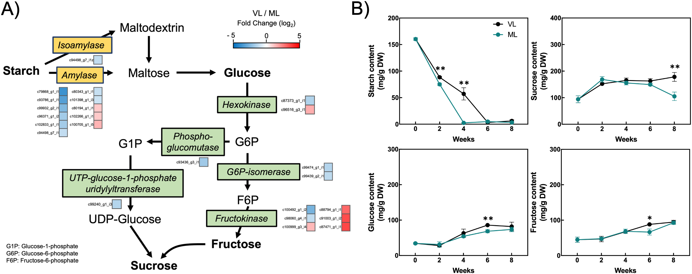 Diagram split into two sections: A) Pathway of starch conversion showing enzymes like isoamylase and amylase breaking down starch into maltodextrin, maltose, glucose, sucrose, and fructose. Gene expression is indicated with heat maps. B) Graphs depicting changes in starch, sucrose, glucose, and fructose content over eight weeks for VL and ML groups, marked with significant difference symbols.