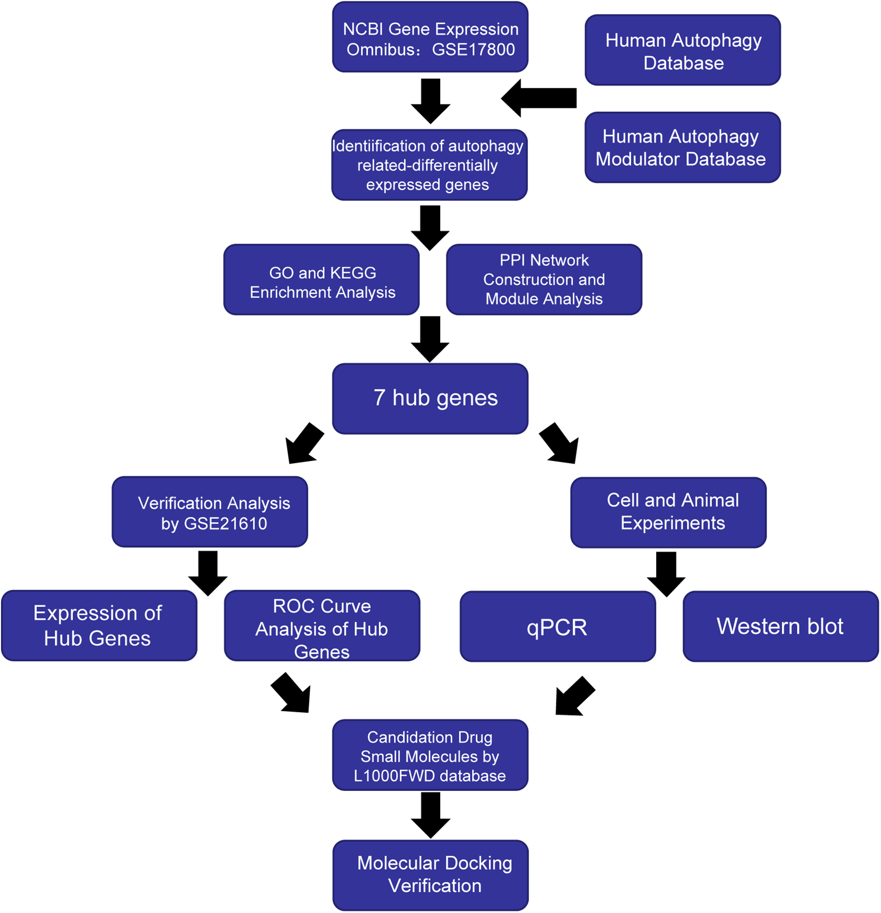Flowchart illustrating the identification and analysis of autophagy-related genes. It starts with data from the NCBI Gene Expression Omnibus and human autophagy databases, leading to differentially expressed gene identification. It follows with GO and KEGG enrichment analysis, PPI network construction, and module analysis. Seven hub genes are identified, which undergo verification analysis, ROC curve analysis, qPCR, and cell and animal experiments. This process leads to candidate drug discovery and molecular docking verification.