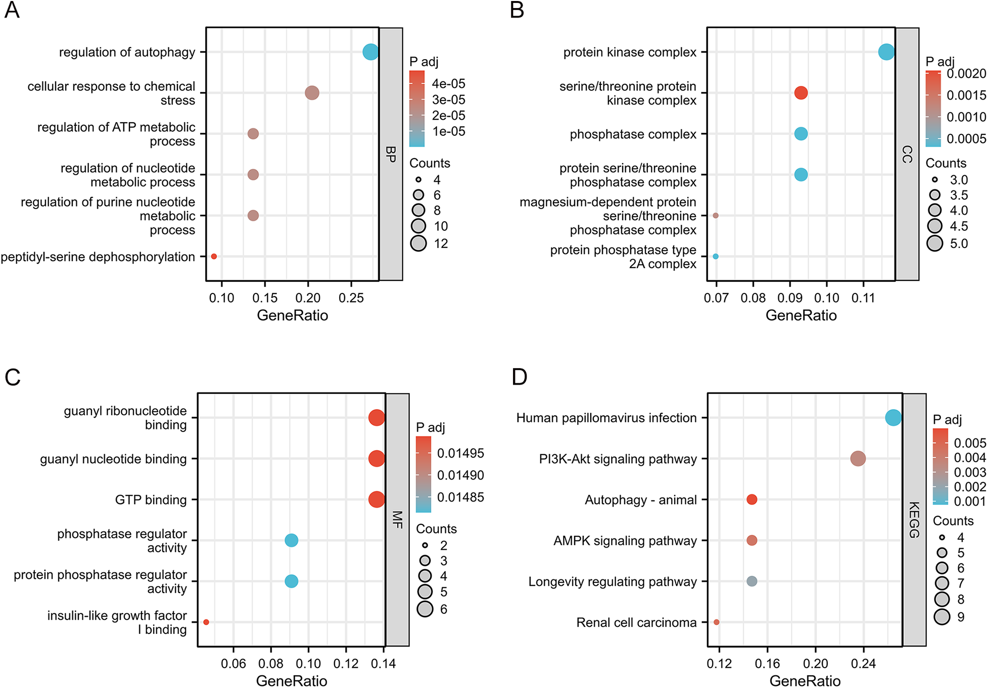 Four bubble plots labeled A, B, C, and D display gene enrichment data. Each plot shows terms on the y-axis, GeneRatio on the x-axis, and bubbles indicating significance and counts. Colors represent p-adjusted values, with red to blue gradients. Sizes indicate counts. Plot A focuses on biological processes like autophagy. Plot B covers cellular components like protein kinase complexes. Plot C highlights molecular functions such as binding activities. Plot D centers on KEGG pathways, including signaling pathways and diseases.