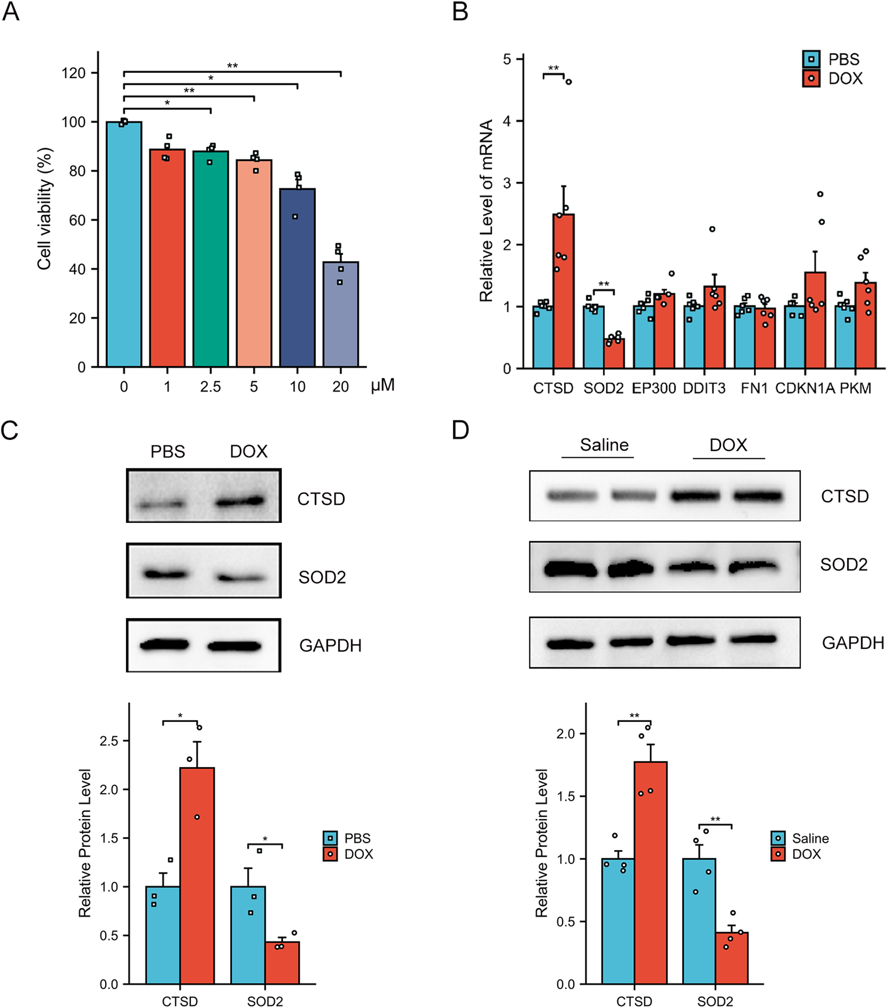 Panel A shows a bar graph depicting cell viability percentages at different concentrations of a substance, decreasing with higher concentrations. Panel B displays a bar chart of mRNA levels for various genes, with CTSD and SOD2 showing significant differences between PBS and DOX treatments. Panels C and D contain Western blot images for CTSD, SOD2, and GAPDH, with corresponding bar graphs indicating relative protein levels. Both show increased CTSD and SOD2 levels in DOX-treated samples compared to controls (PBS in C, Saline in D), with significant differences marked.