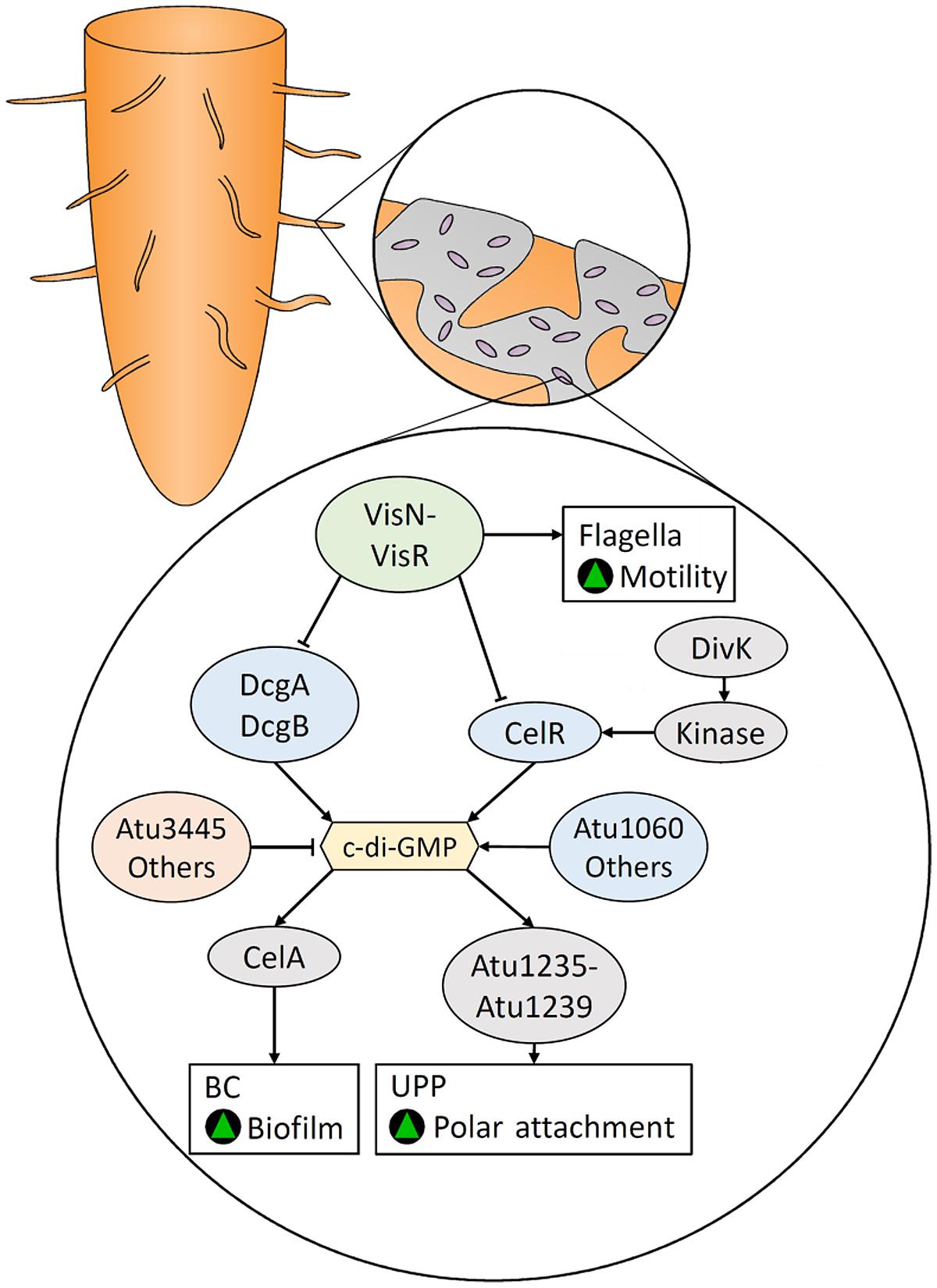 Frontiers | Establishing a Role for Bacterial Cellulose in