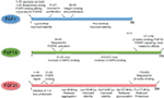 www.frontiersin.org