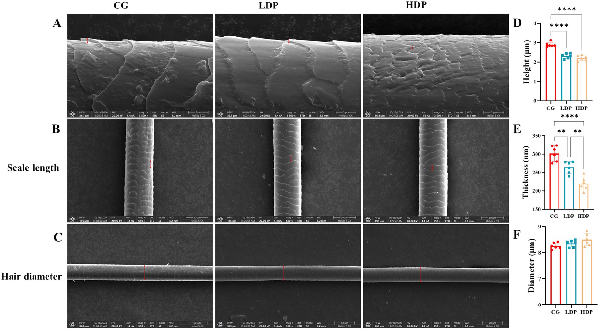 SEM images and bar graphs illustrate hair characteristics across three conditions: CG, LDP, and HDP. Panels A-C show close-up images of hair surface, scale length, and diameter. Panels D-F display bar graphs comparing height, thickness, and diameter, with statistical significance indicated by asterisks.