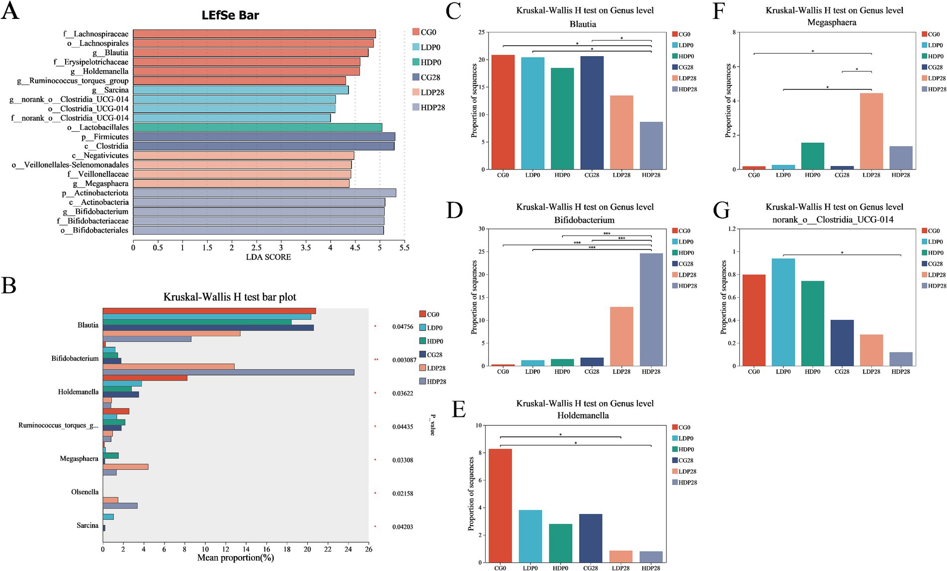 Composite image with seven panels: A) A LEfSe bar chart showing LDA scores for bacterial families, with groups CG0, LDP0, HDP0, CG28, LDP28, HDP28. Lachnospiraceae has the highest score. B) Kruskal-Wallis H test bar plot displaying mean proportions of various genera like Blautia and Bifidobacterium across groups. C-G) Bar charts representing Kruskal-Wallis H test results at the genus level, highlighting significant differences in Blautia, Bifidobacterium, Holdemanella, Megasphaera, and Clostridia UCG-014 across study groups.